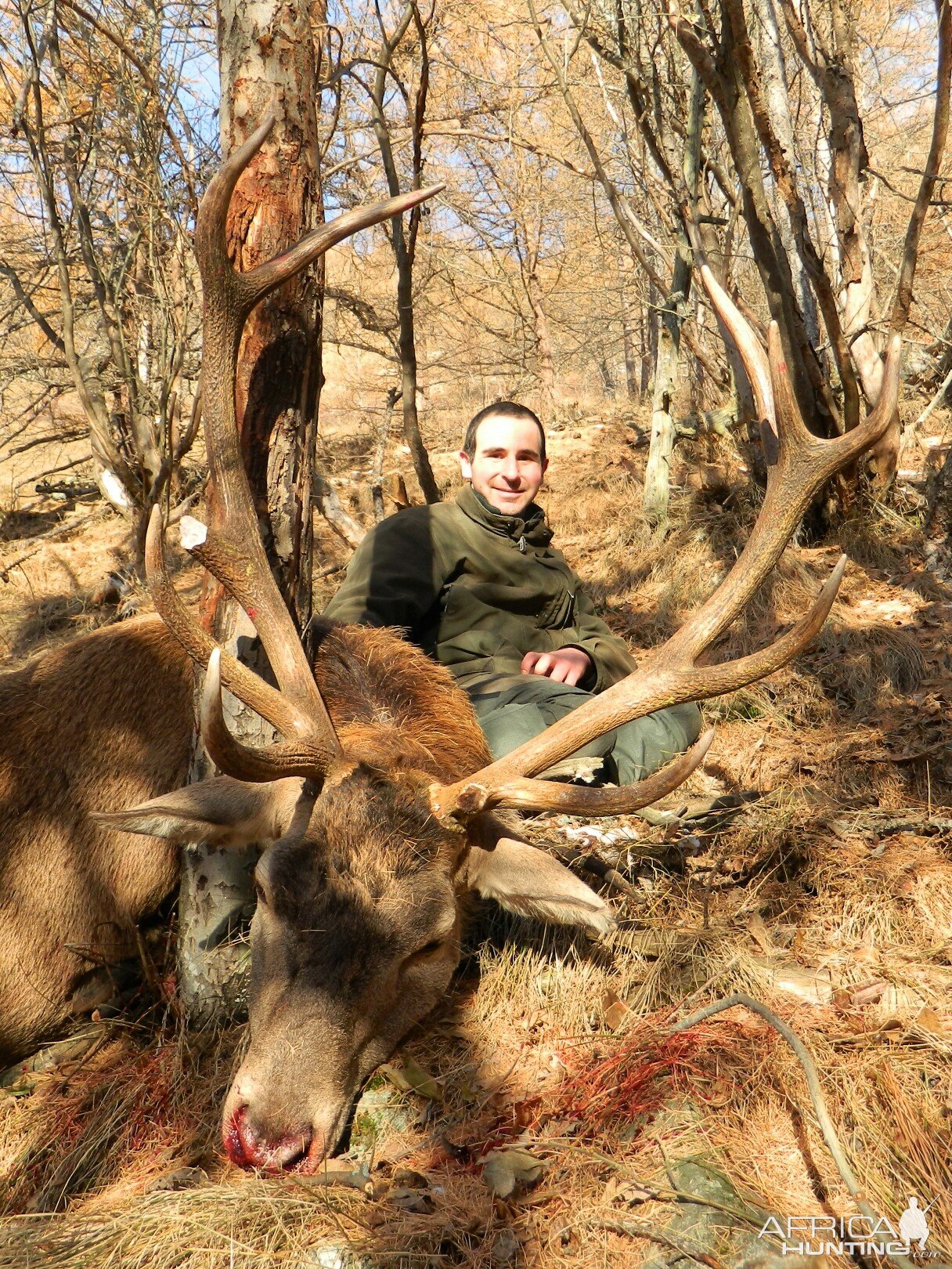 Alpine Red Stag