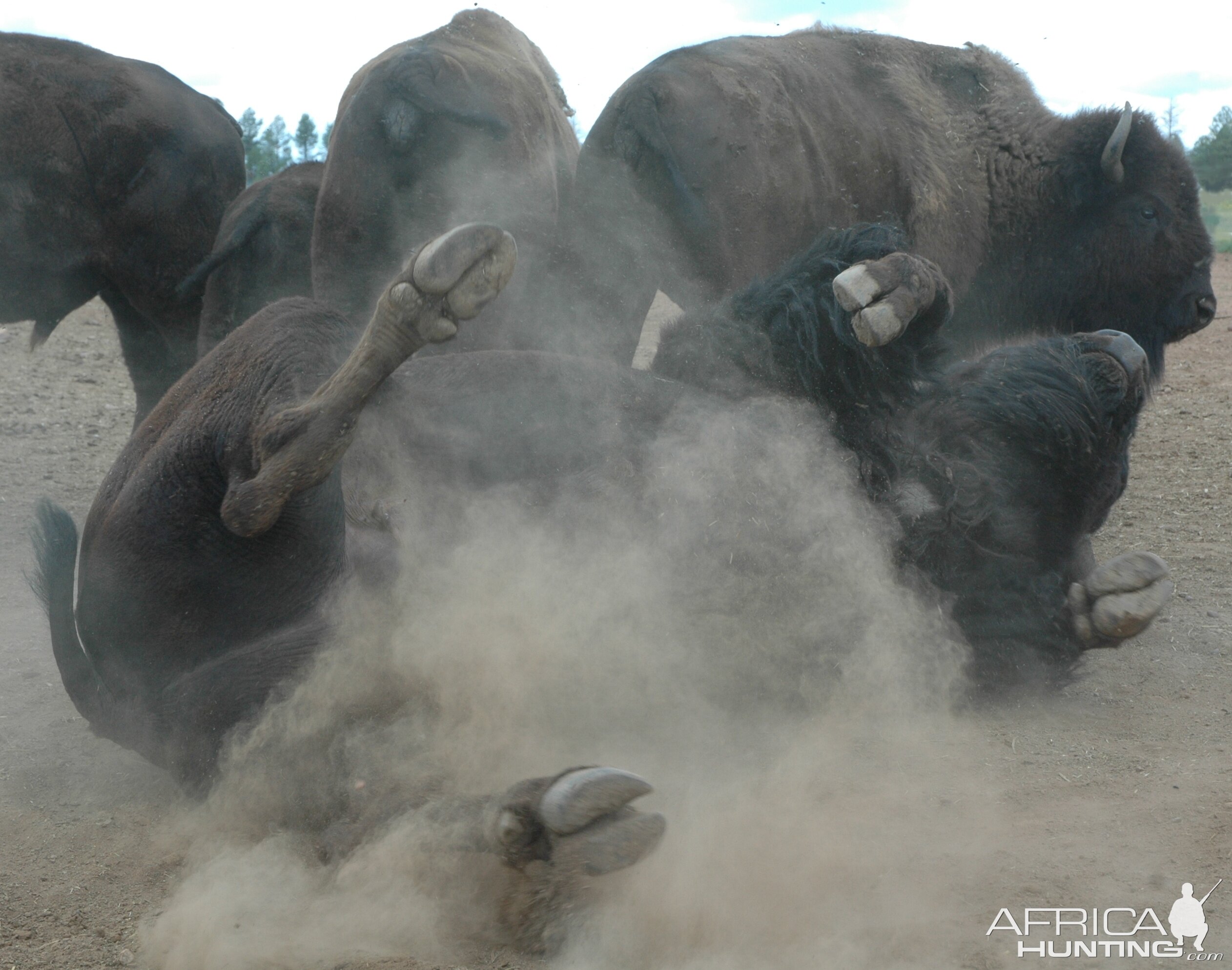 American Bison dusting