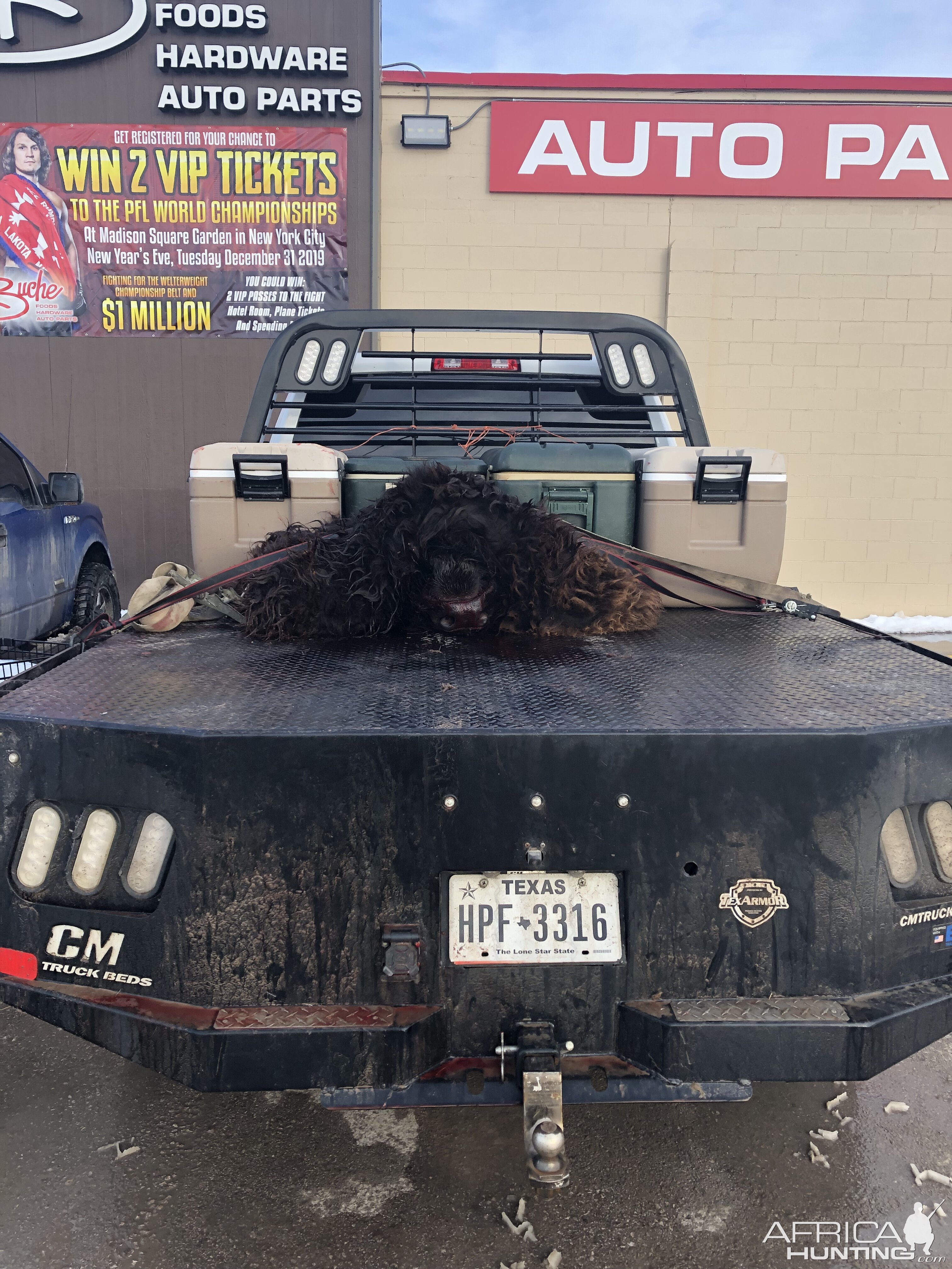 American Bison Hunt South Dakota USA