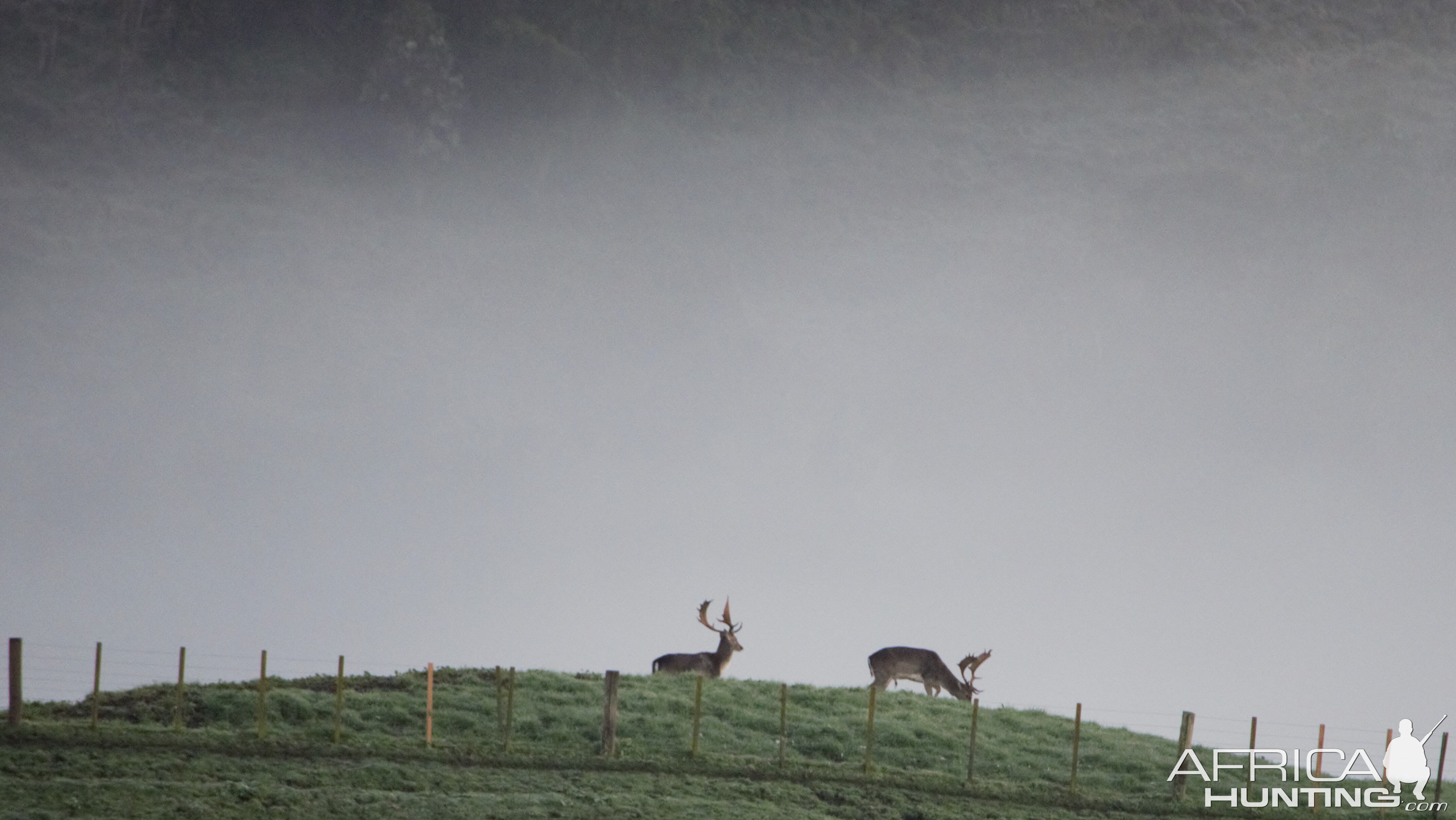 Ample Hunting, NZ