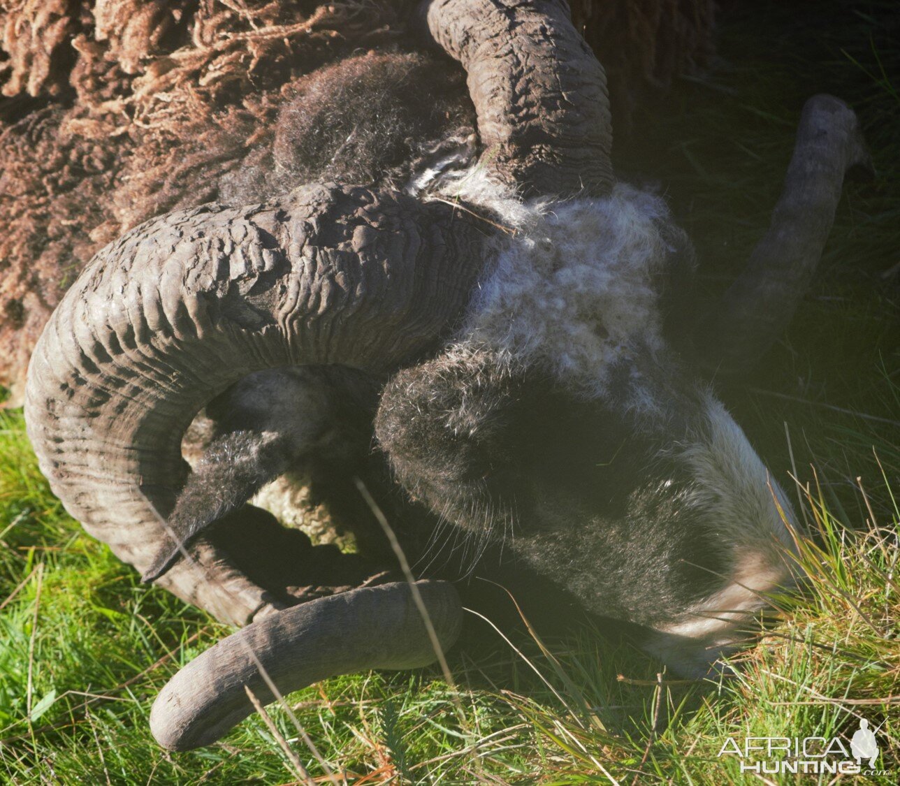 Ample Hunting, NZ