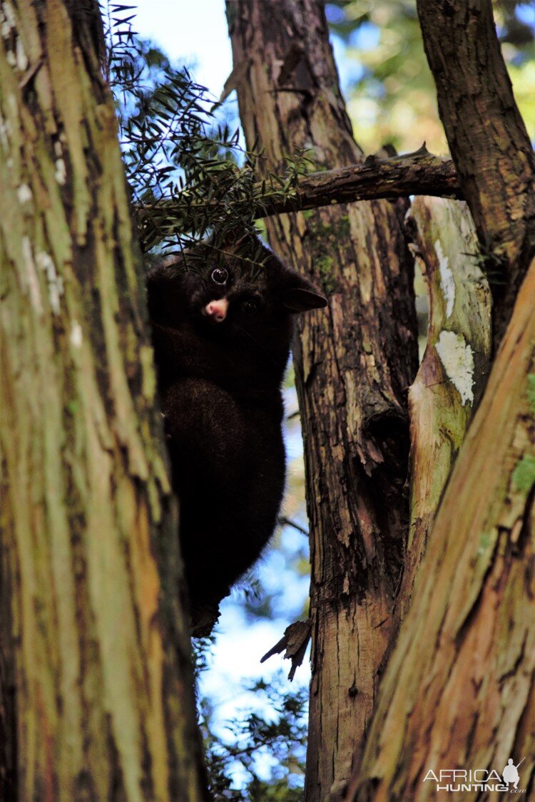 Ample Hunting, NZ