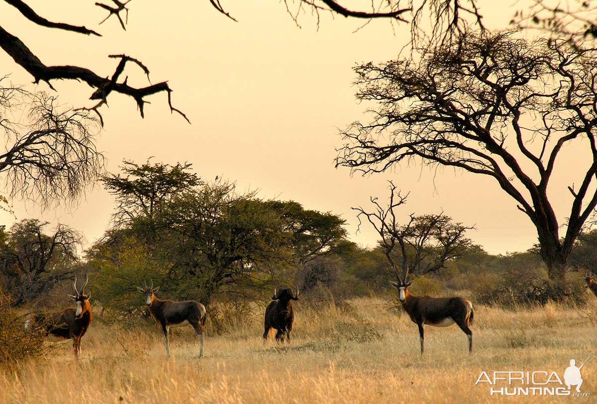 An old Black Wildebeast bull with the Blesboks Namibia