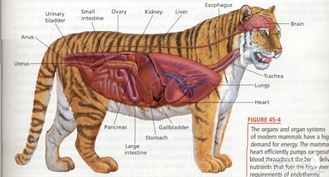 Anatomical Diagram Of Royal Bengal Tigress