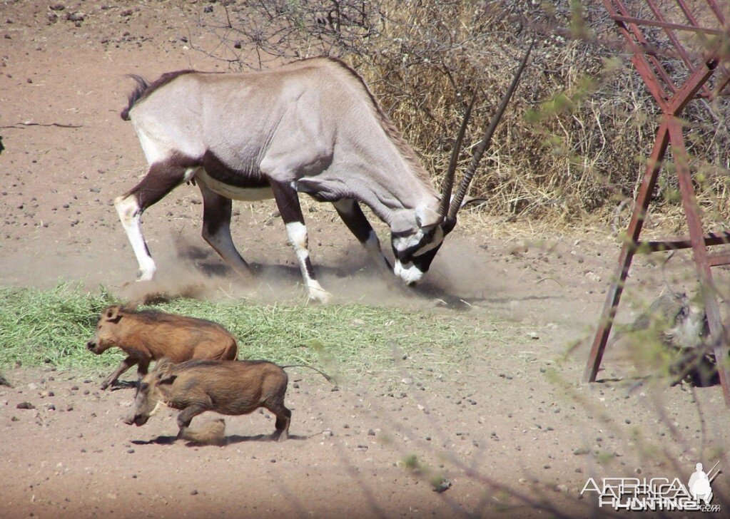 Angry Gemsbok