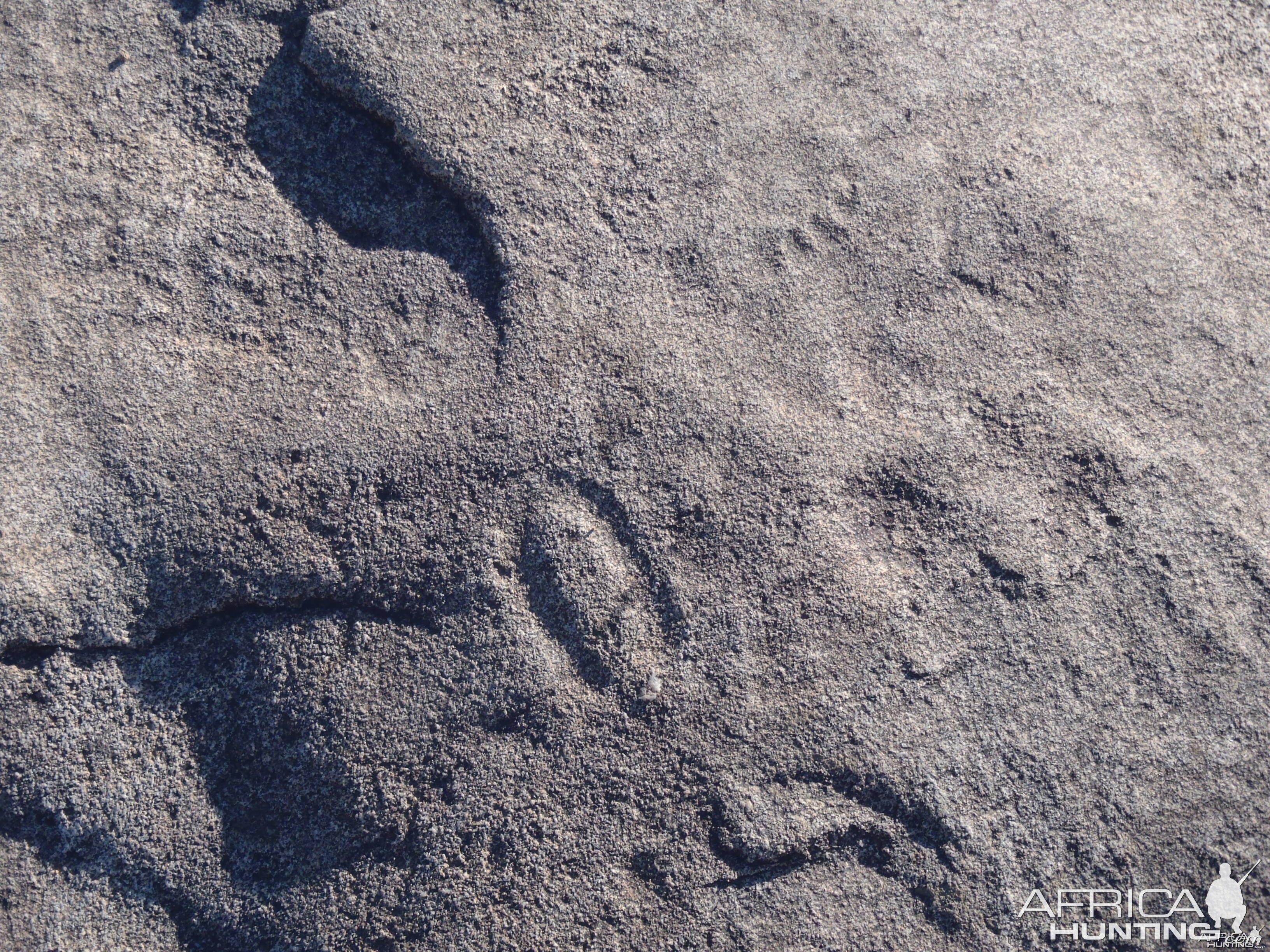 Animal prints in the rock in Namibia