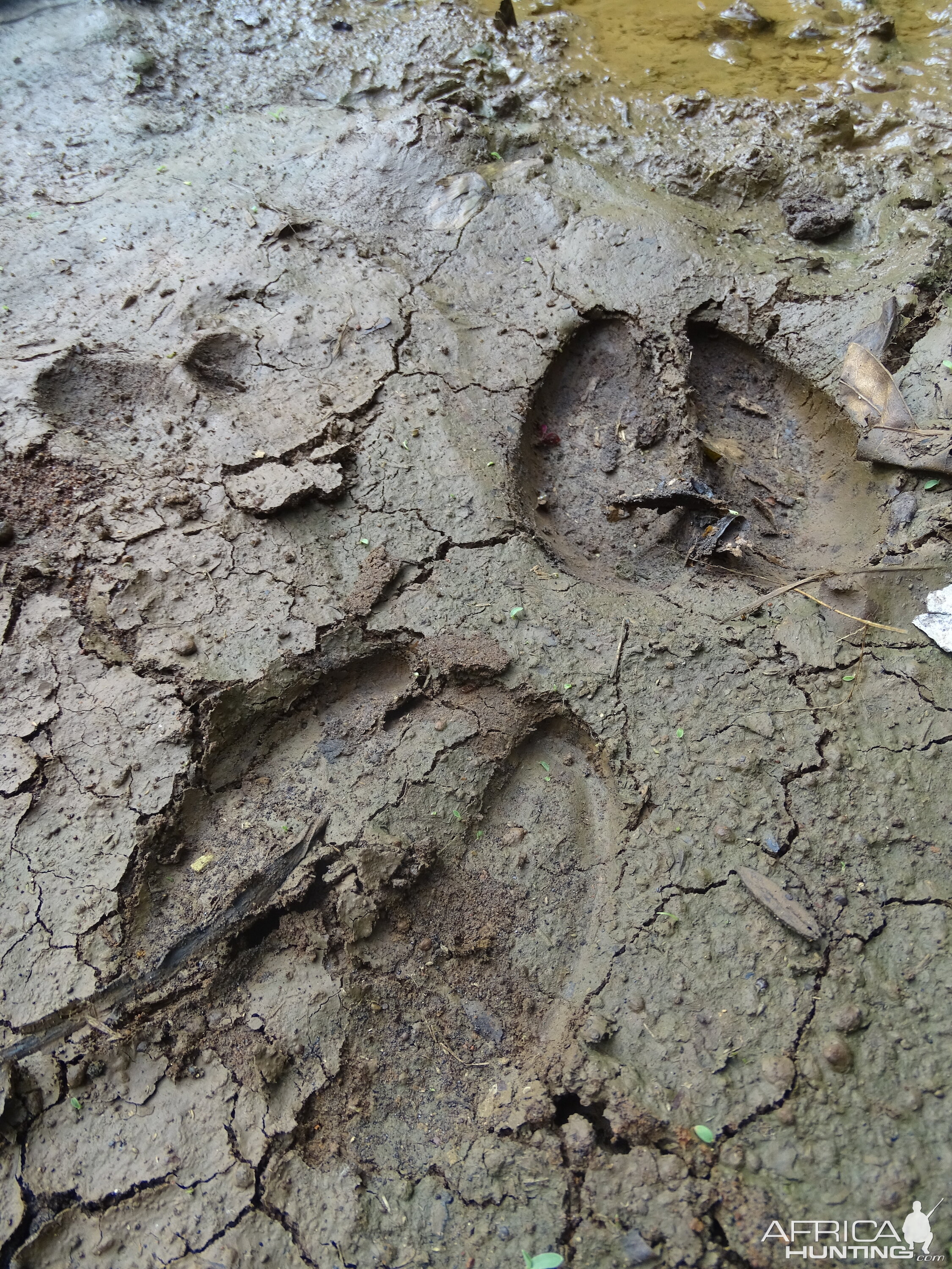 Animal Tracks Congo