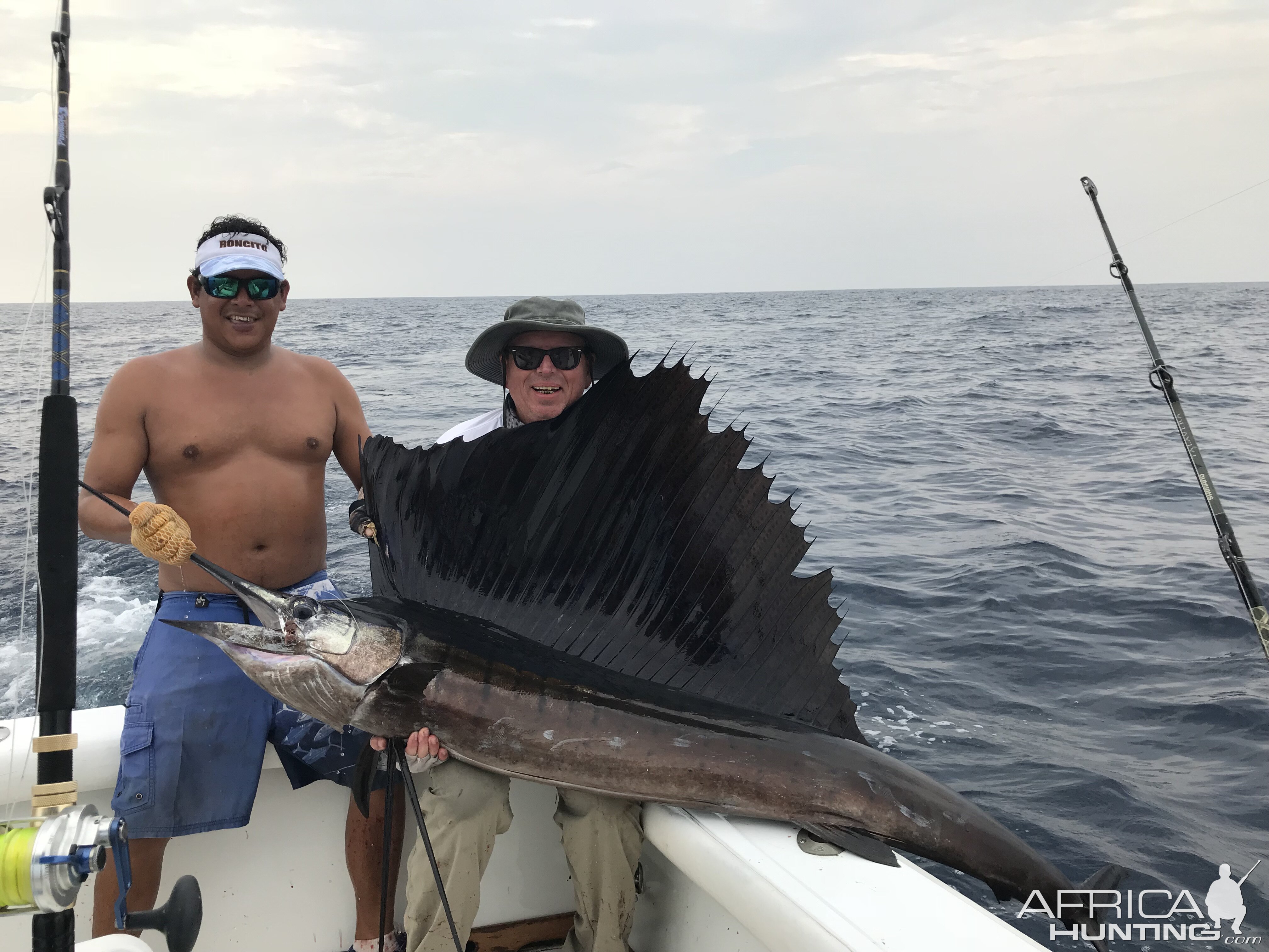 Another big sailfish