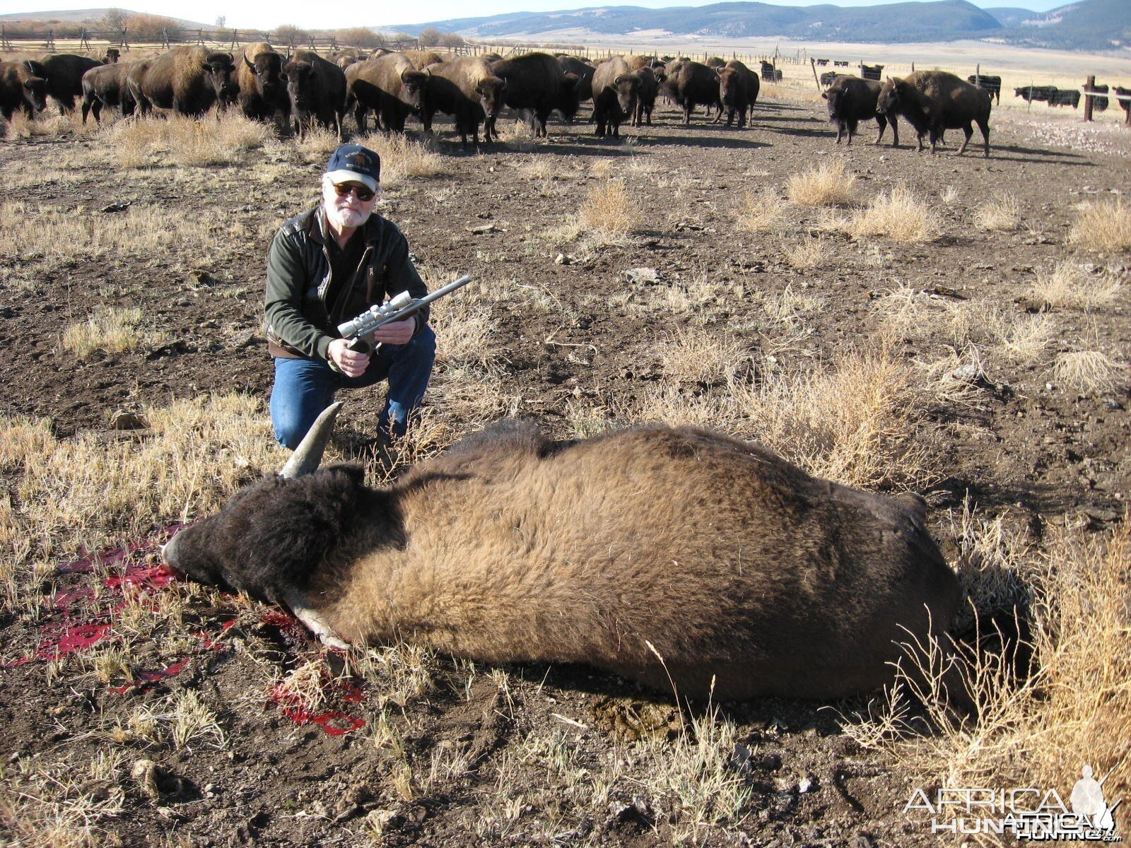 another meat bison