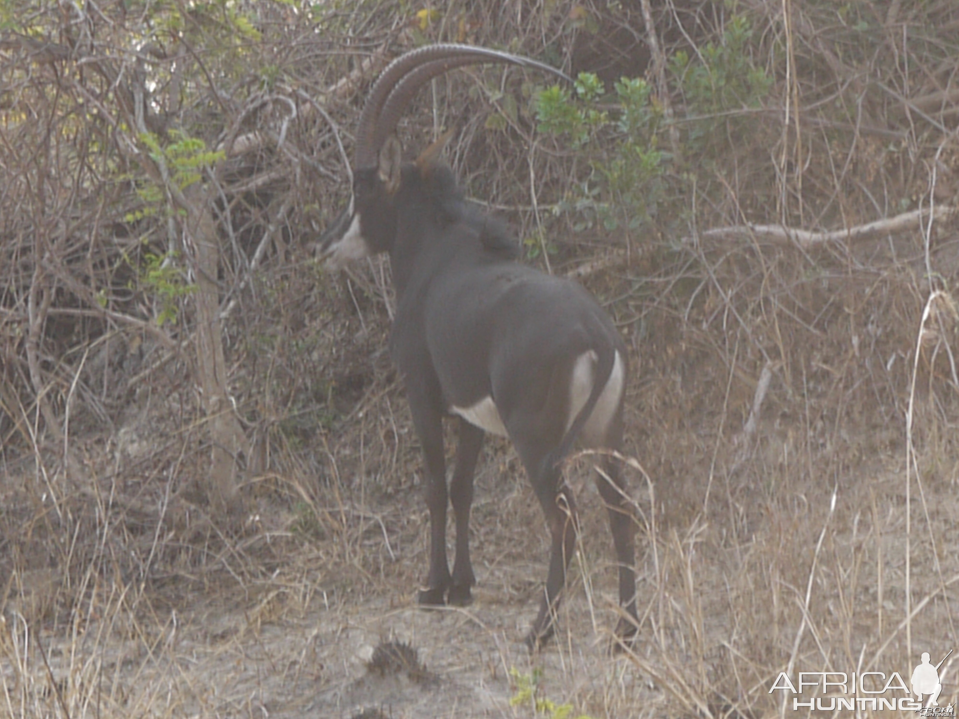 another one of our nice sable bulls on takeri