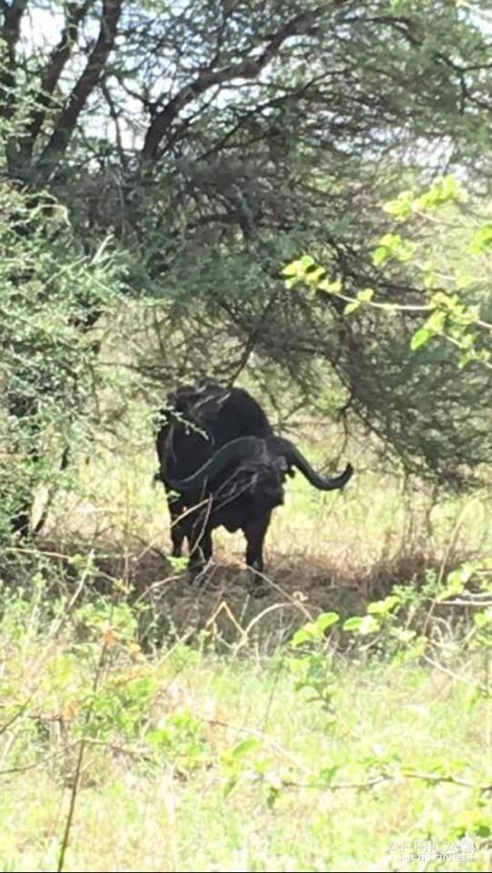 Another Tarangire Bull...Tanzania