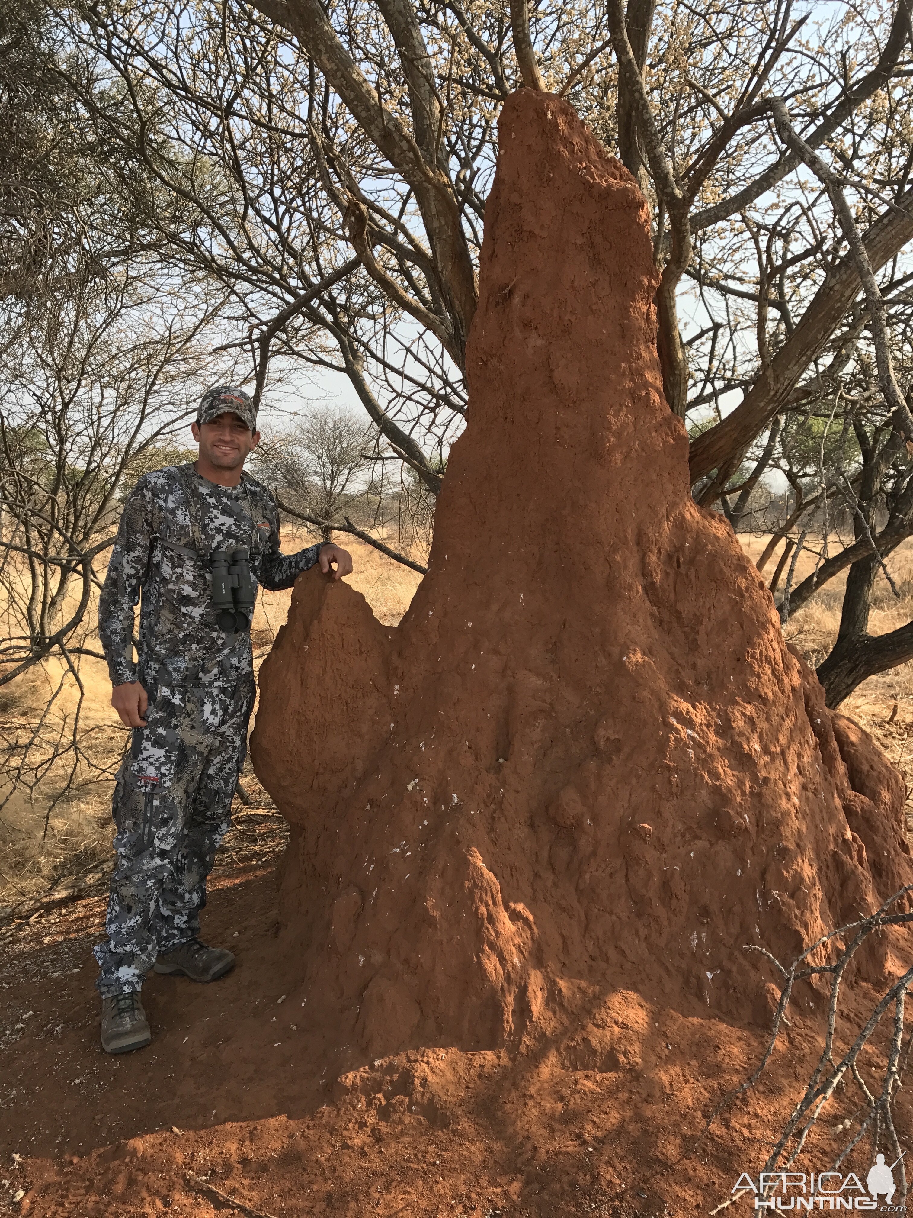 Ant colony South Africa