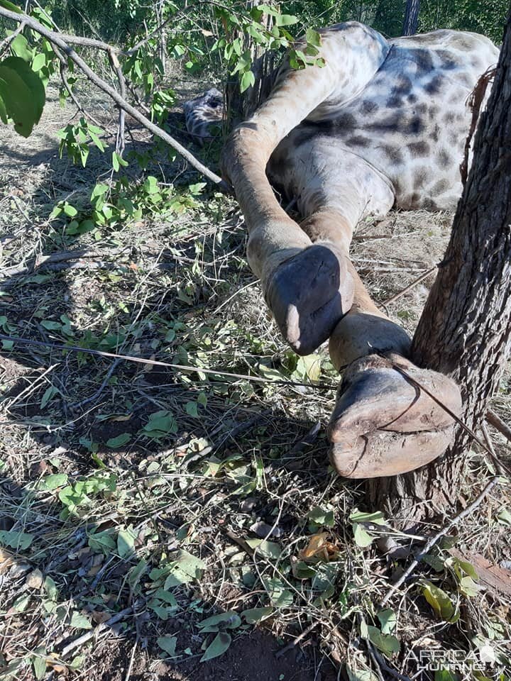 Anti-poaching Patrol