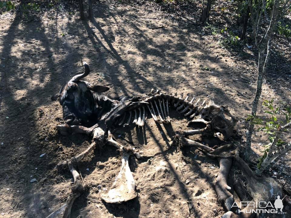 Anti-poaching Patrols Zimbabwe