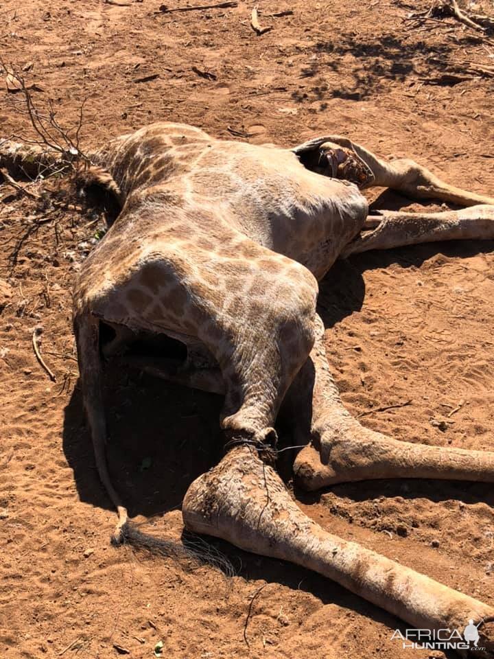 Anti-poaching Patrols Zimbabwe