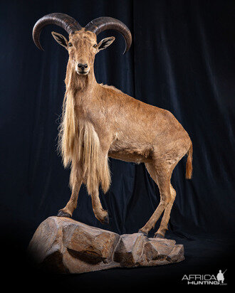 Aoudad Full Mount Taxidermy