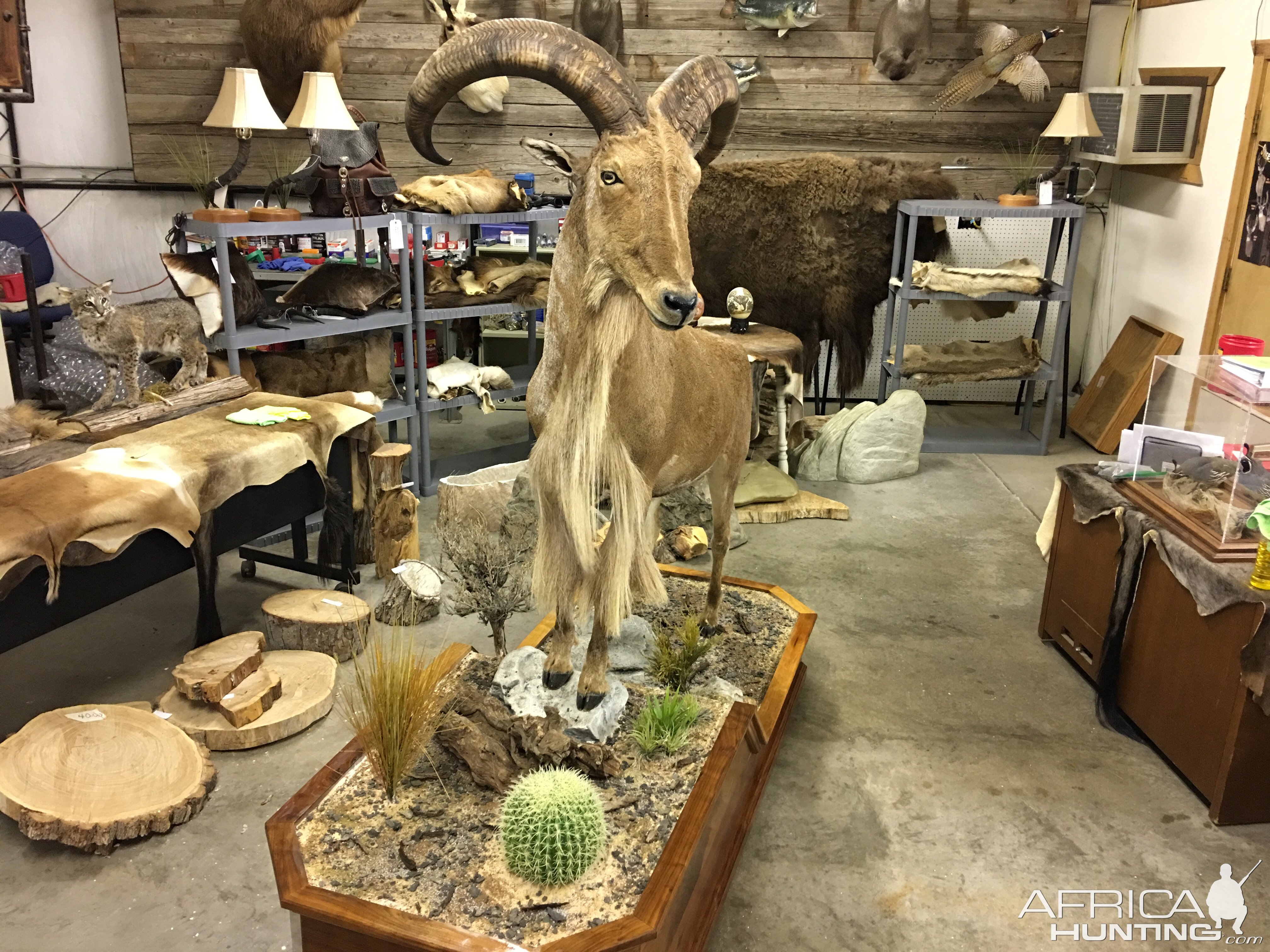 Aoudad Full Mount Taxidermy