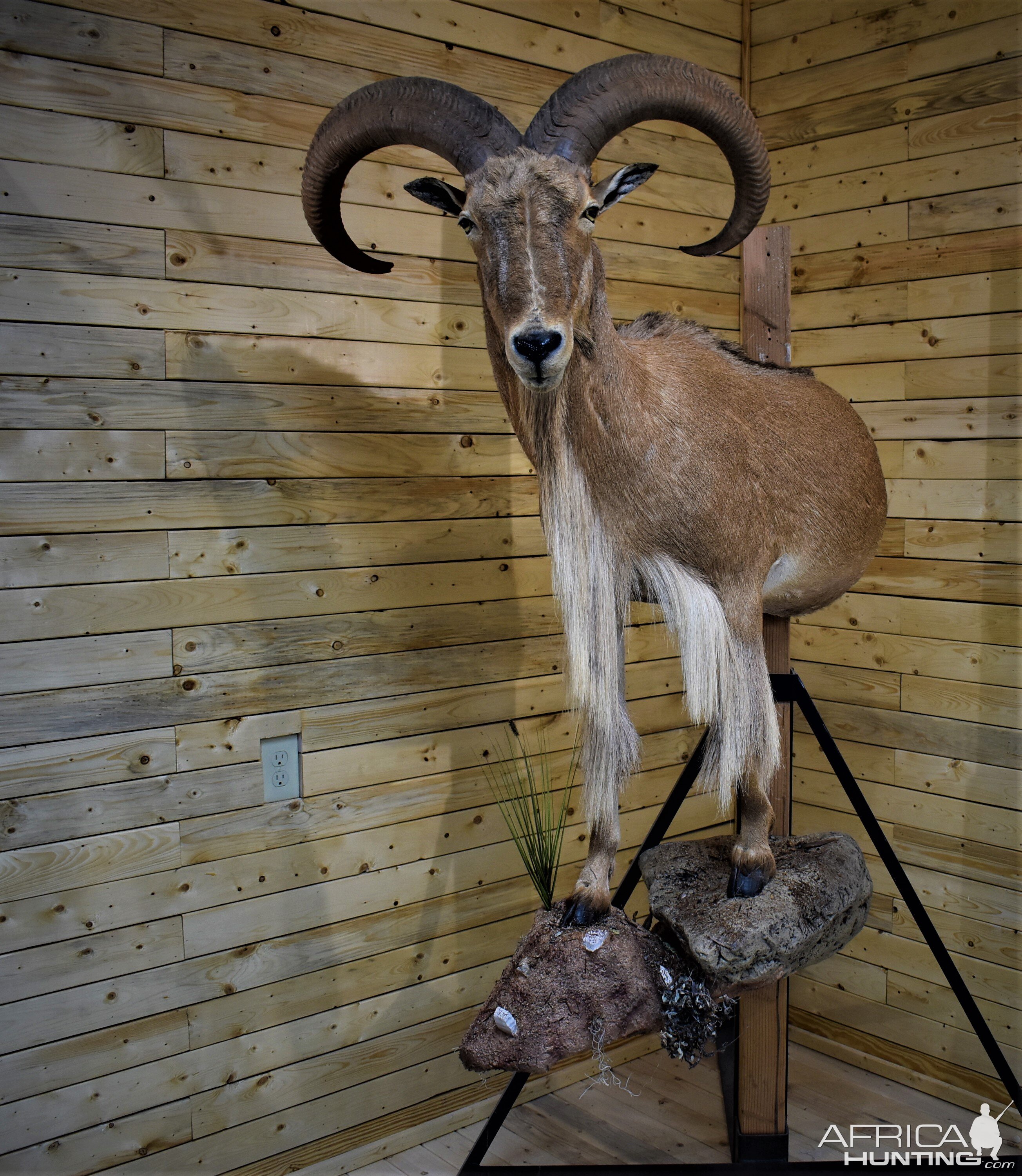 Aoudad Half Body Mount Taxidermy