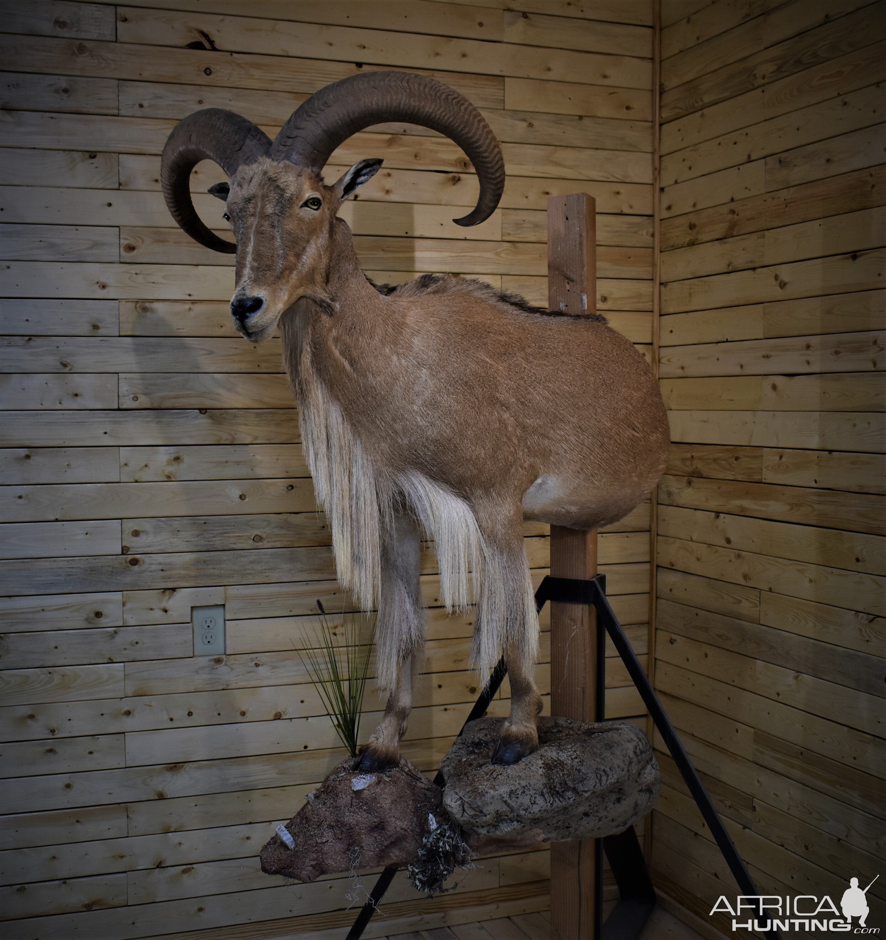 Aoudad Half Body Mount Taxidermy