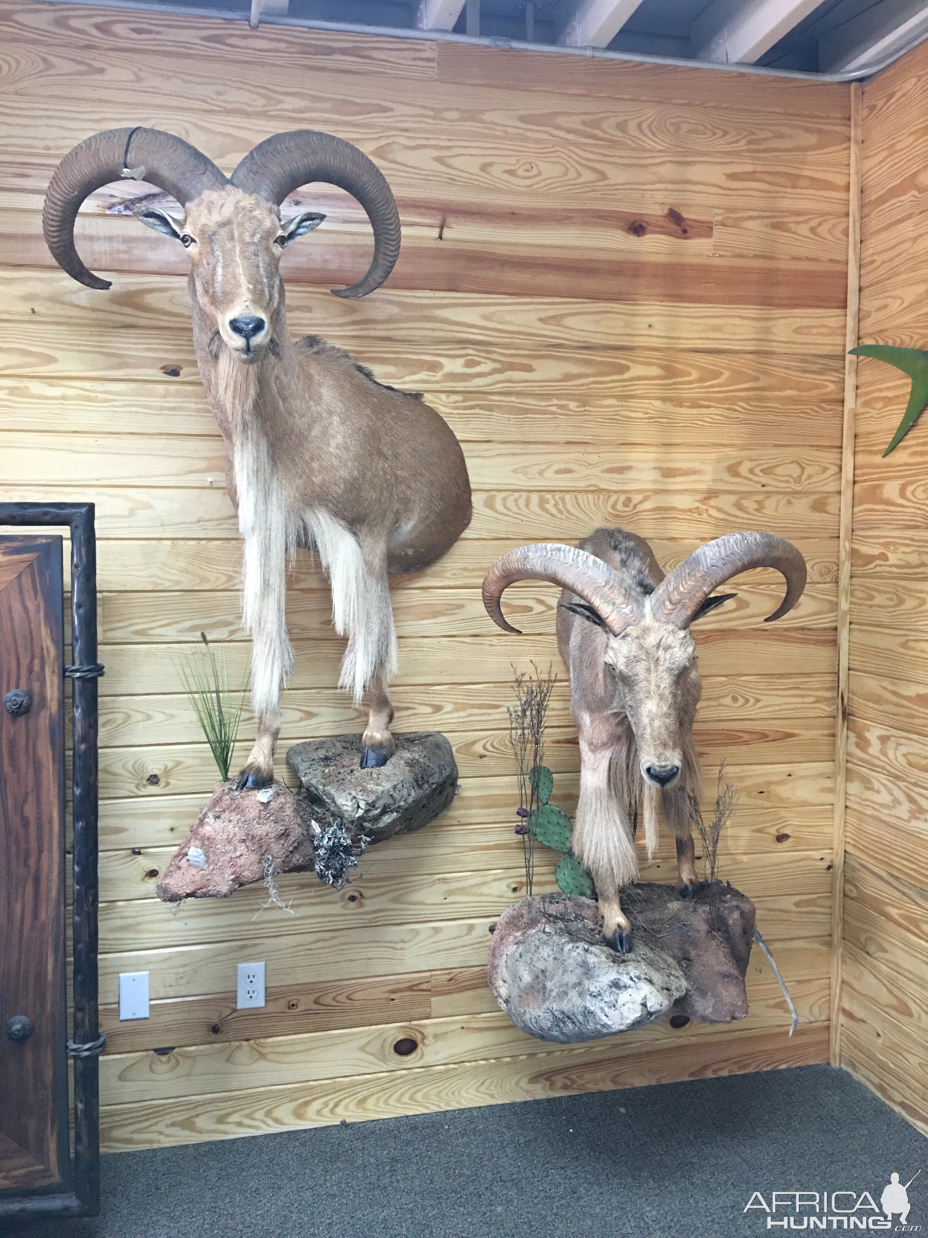 Aoudad Half Body Mount Taxidermy