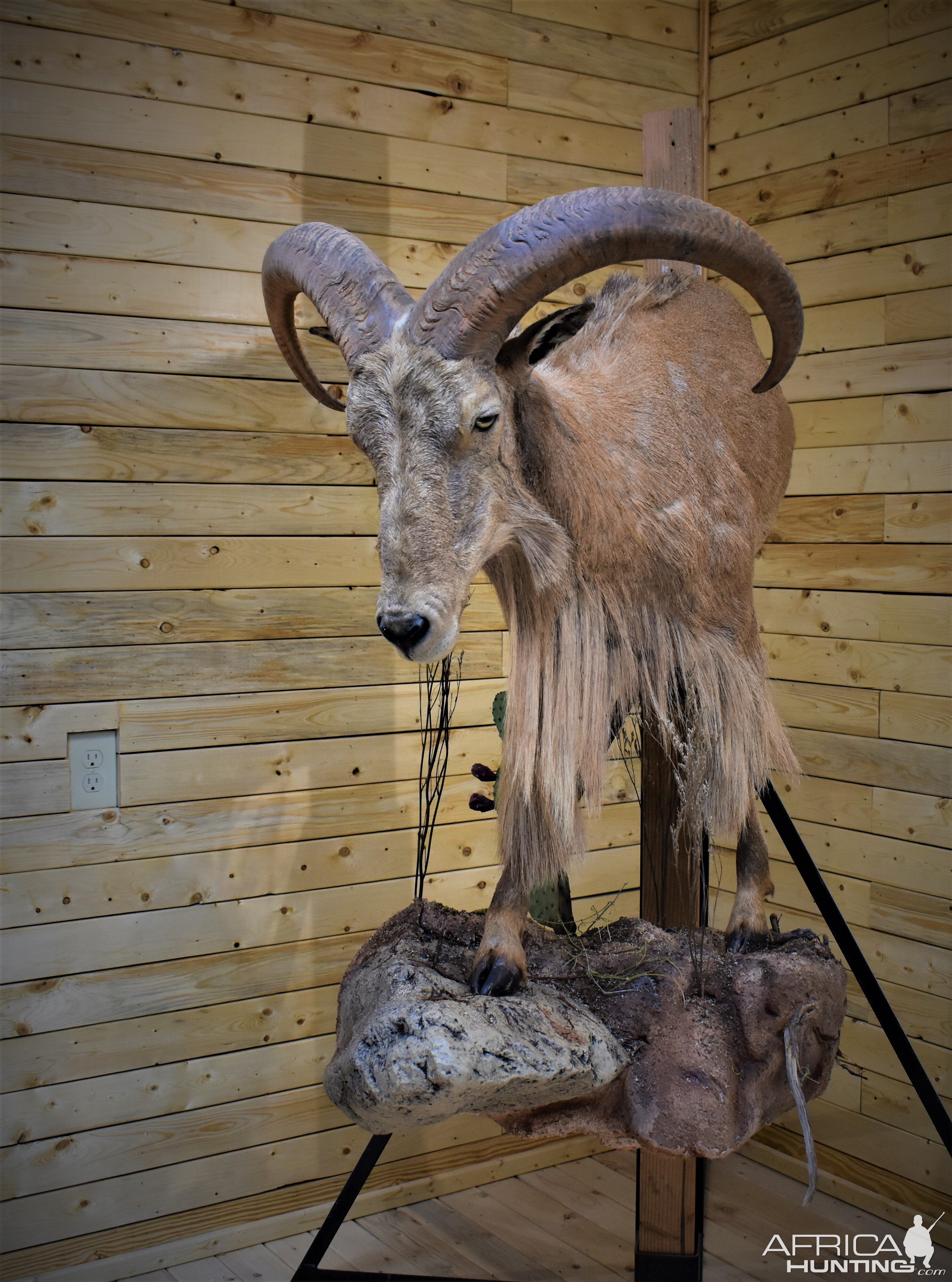 Aoudad Half Body Mount Taxidermy