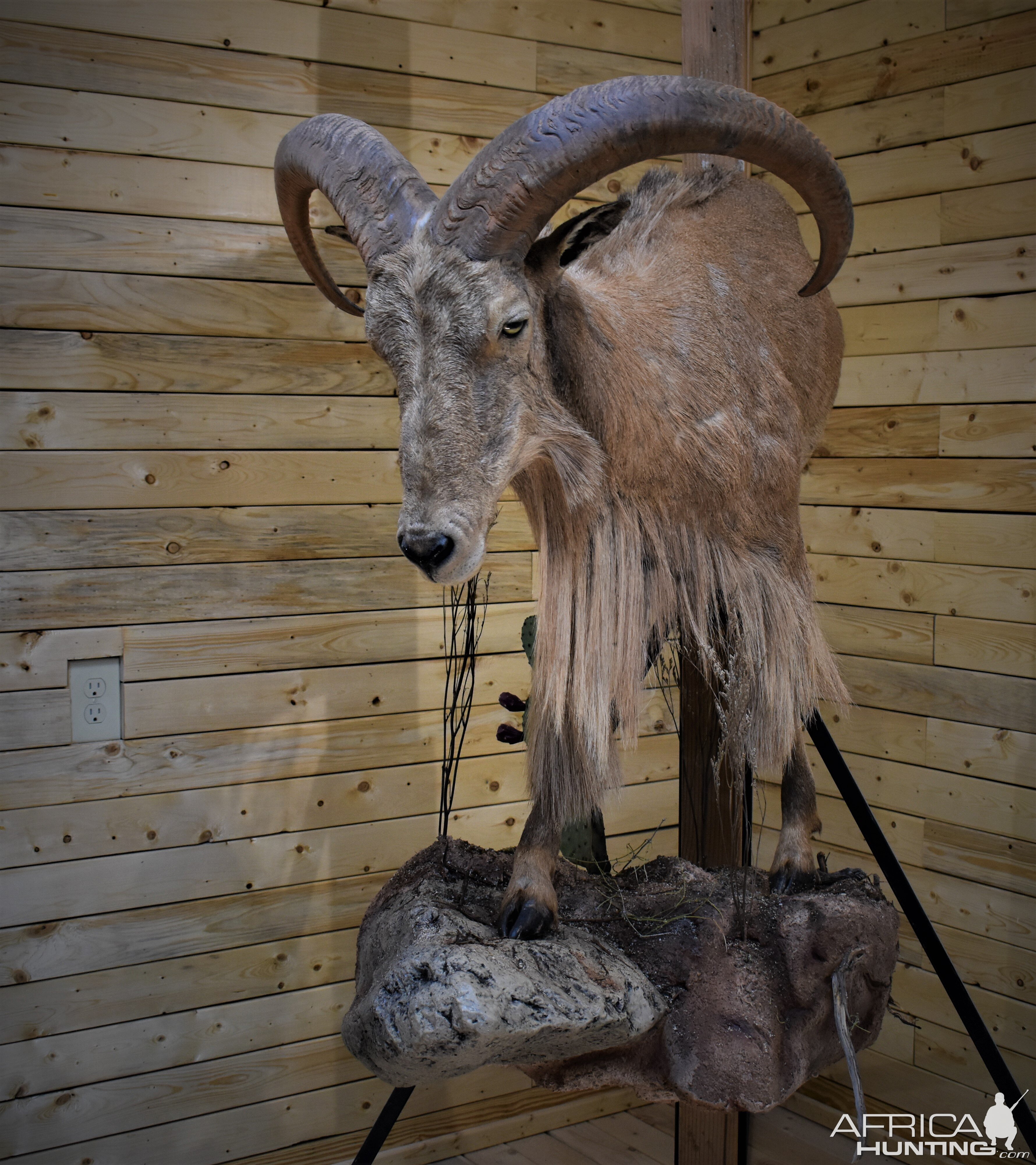 Aoudad Half Body Mount Taxidermy