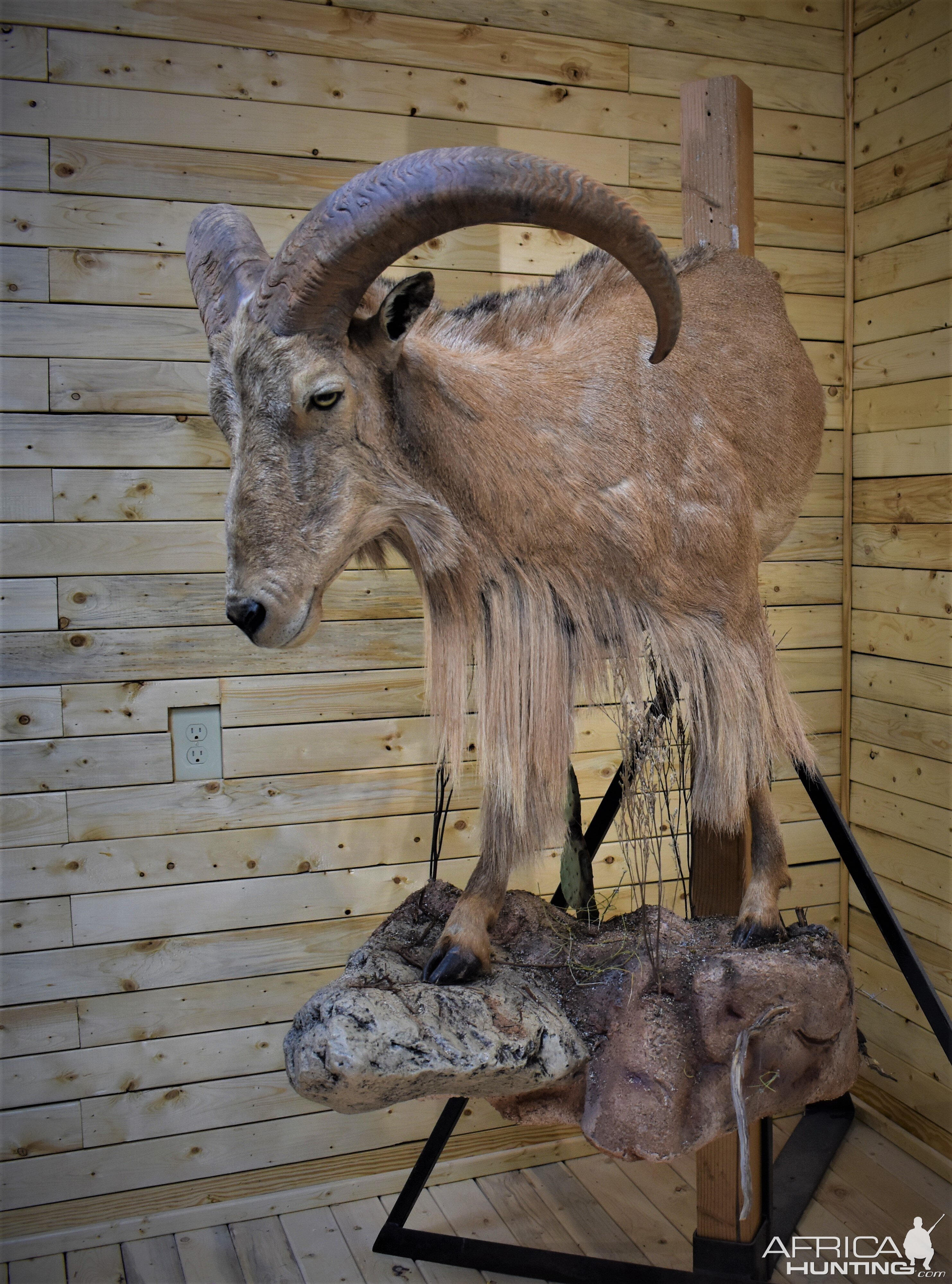 Aoudad Half Body Mount Taxidermy