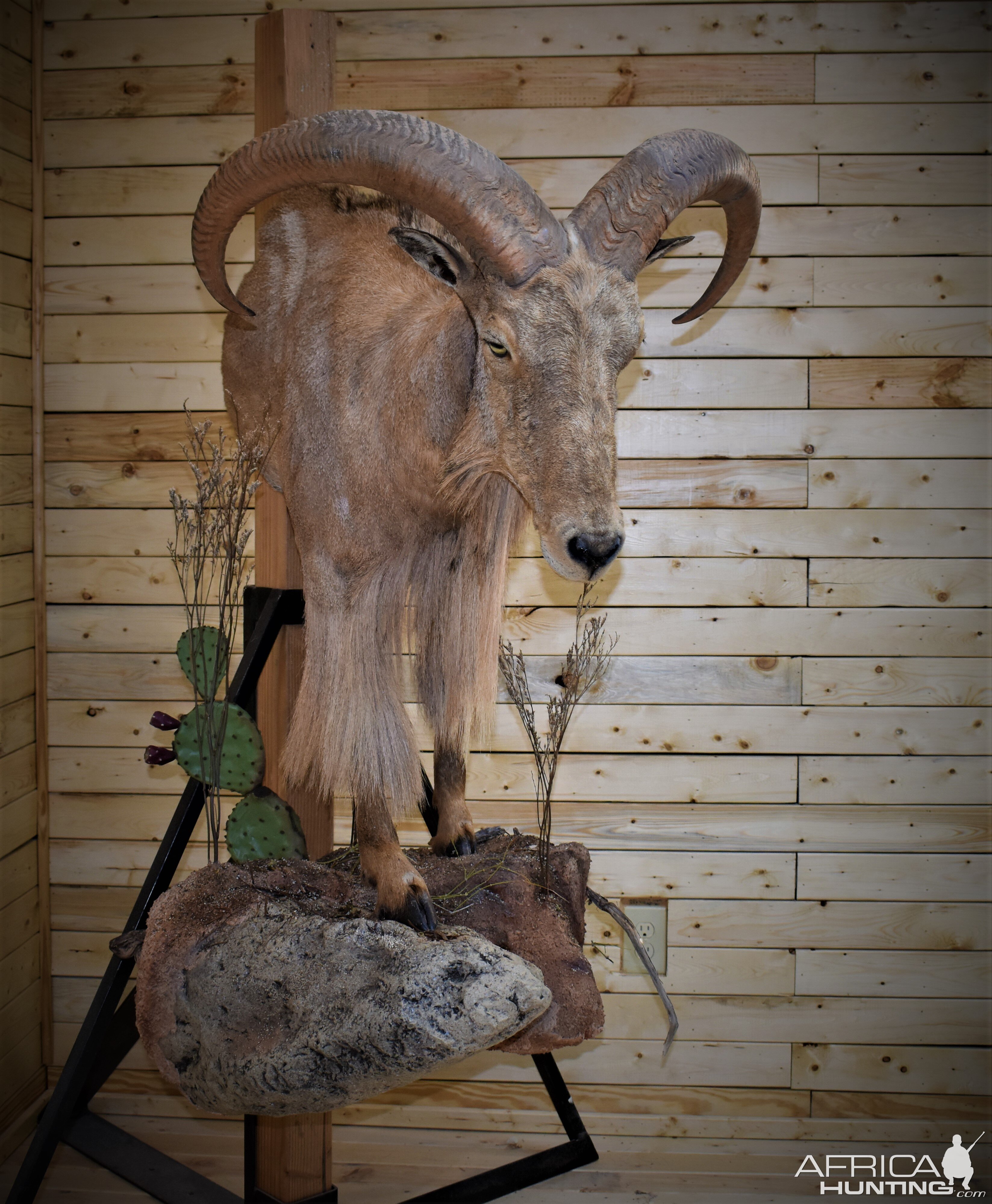 Aoudad Half Body Mount Taxidermy