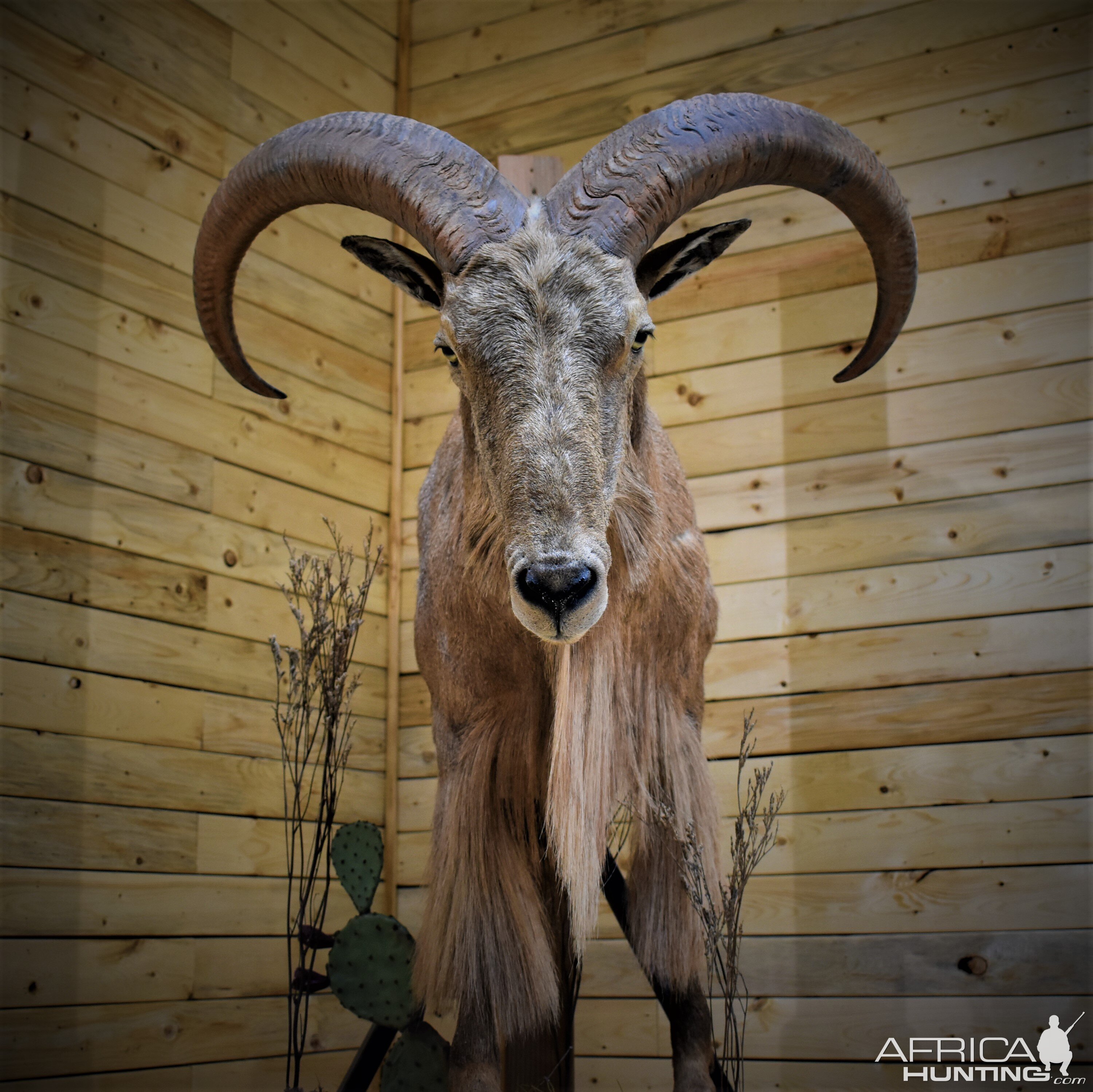 Aoudad Half Body Mount Taxidermy