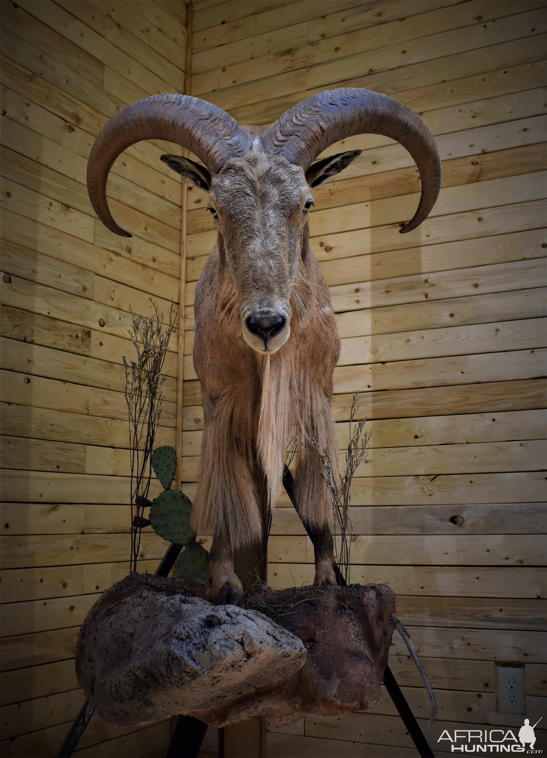 Aoudad Half Body Mount Taxidermy