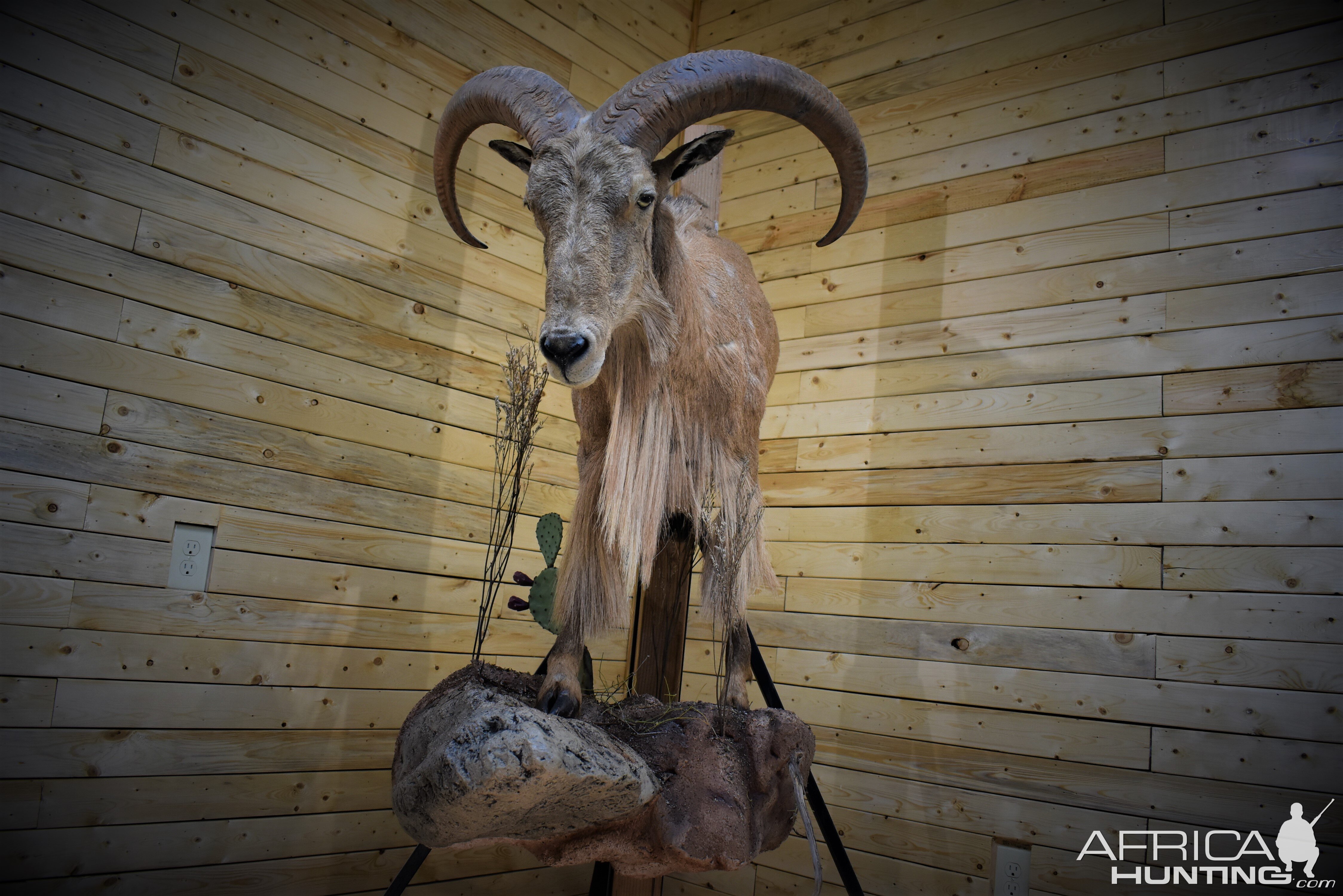 Aoudad Half Body Mount Taxidermy