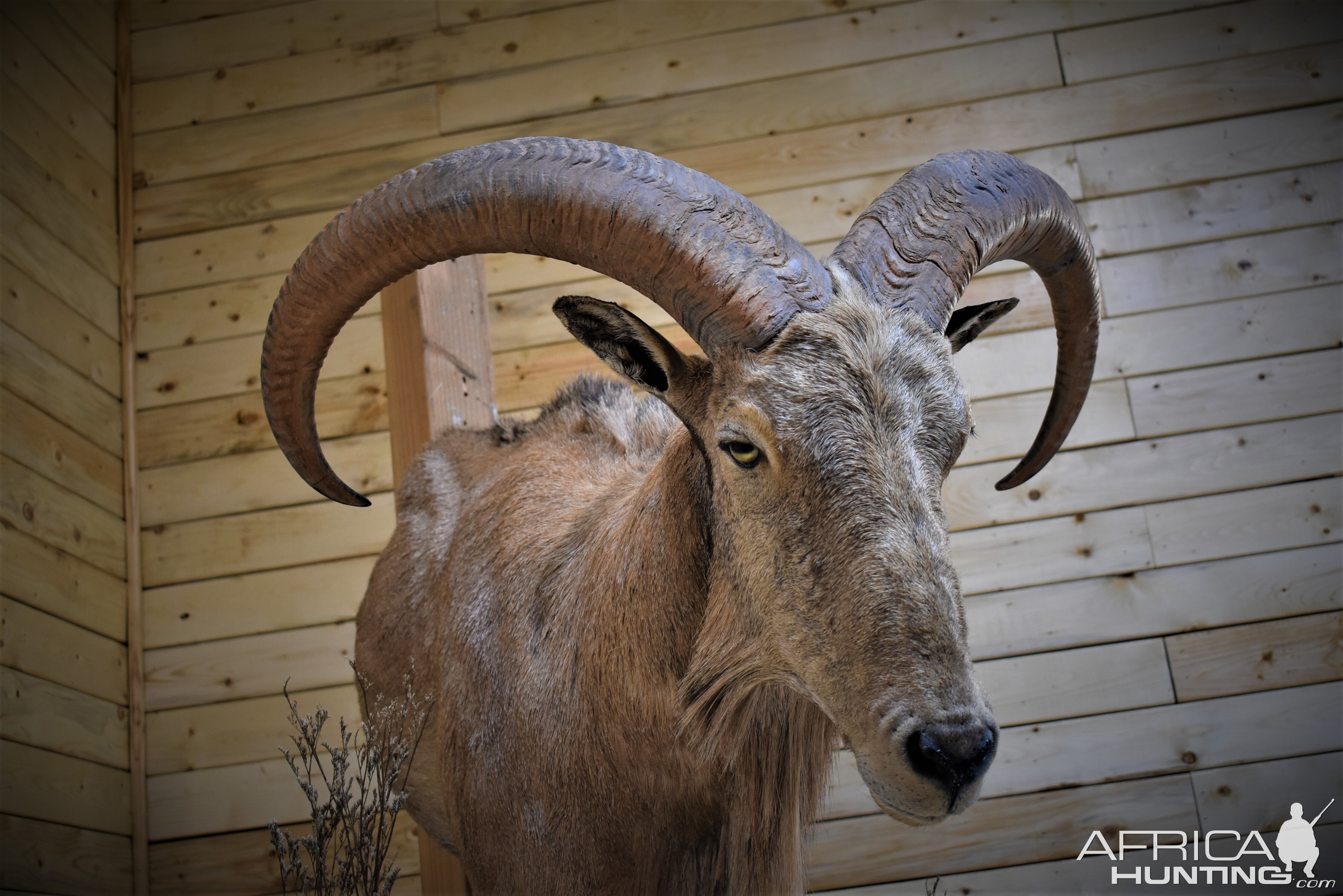 Aoudad Half Body Mount Taxidermy