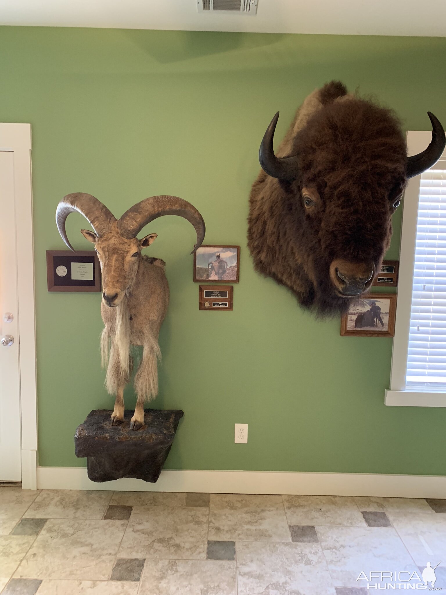 Aoudad Half Mount & Bison Shoulder Mount Taxidermy