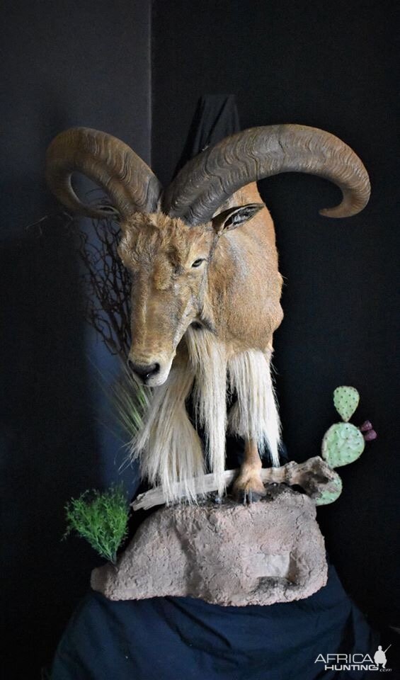 Aoudad Half Mount Taxidermy