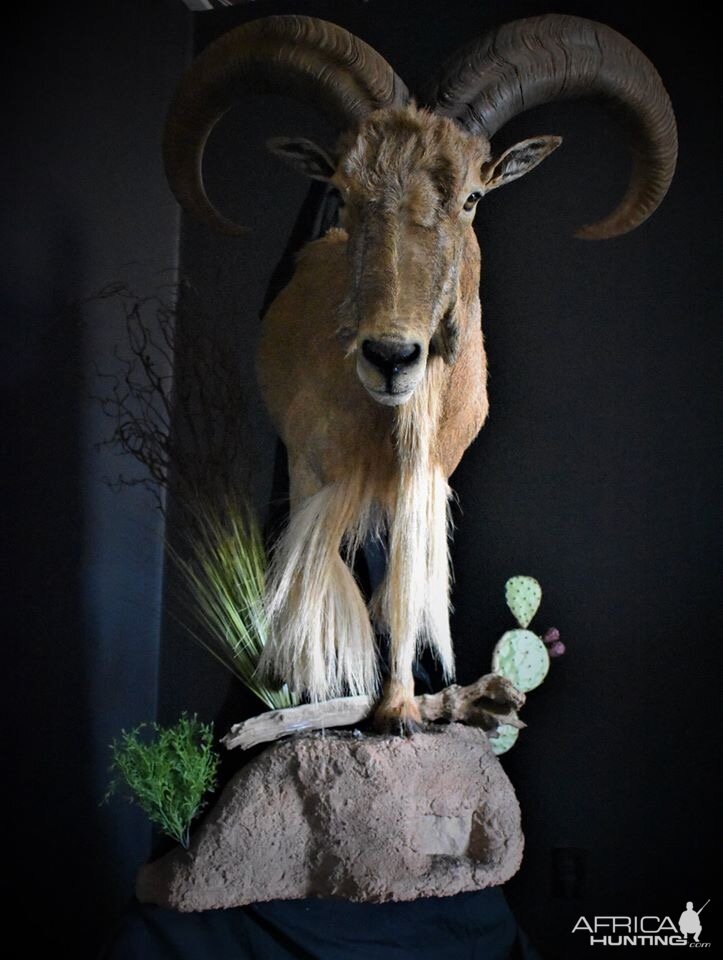 Aoudad Half Mount Taxidermy