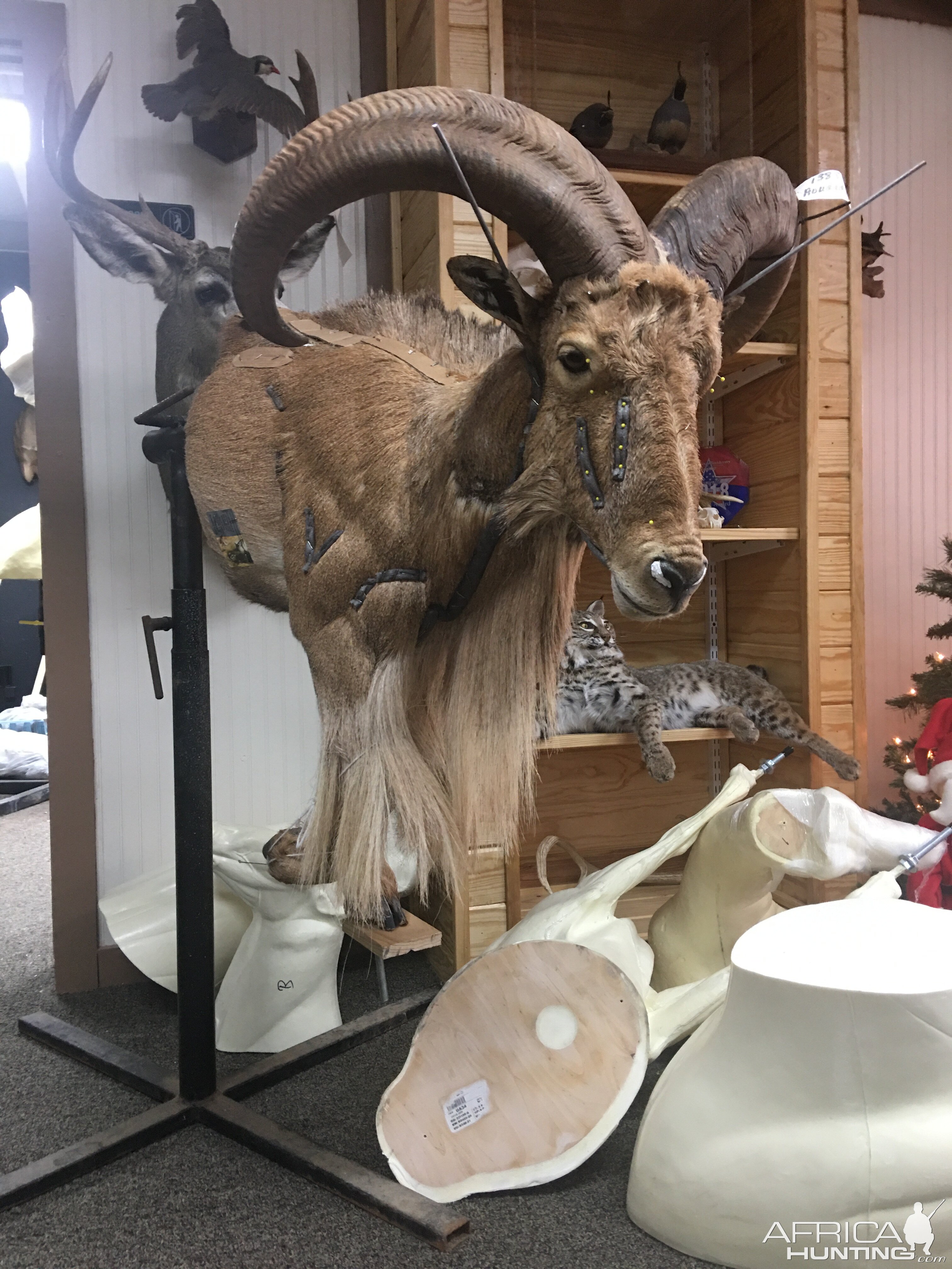 Aoudad Half Mount Taxidermy