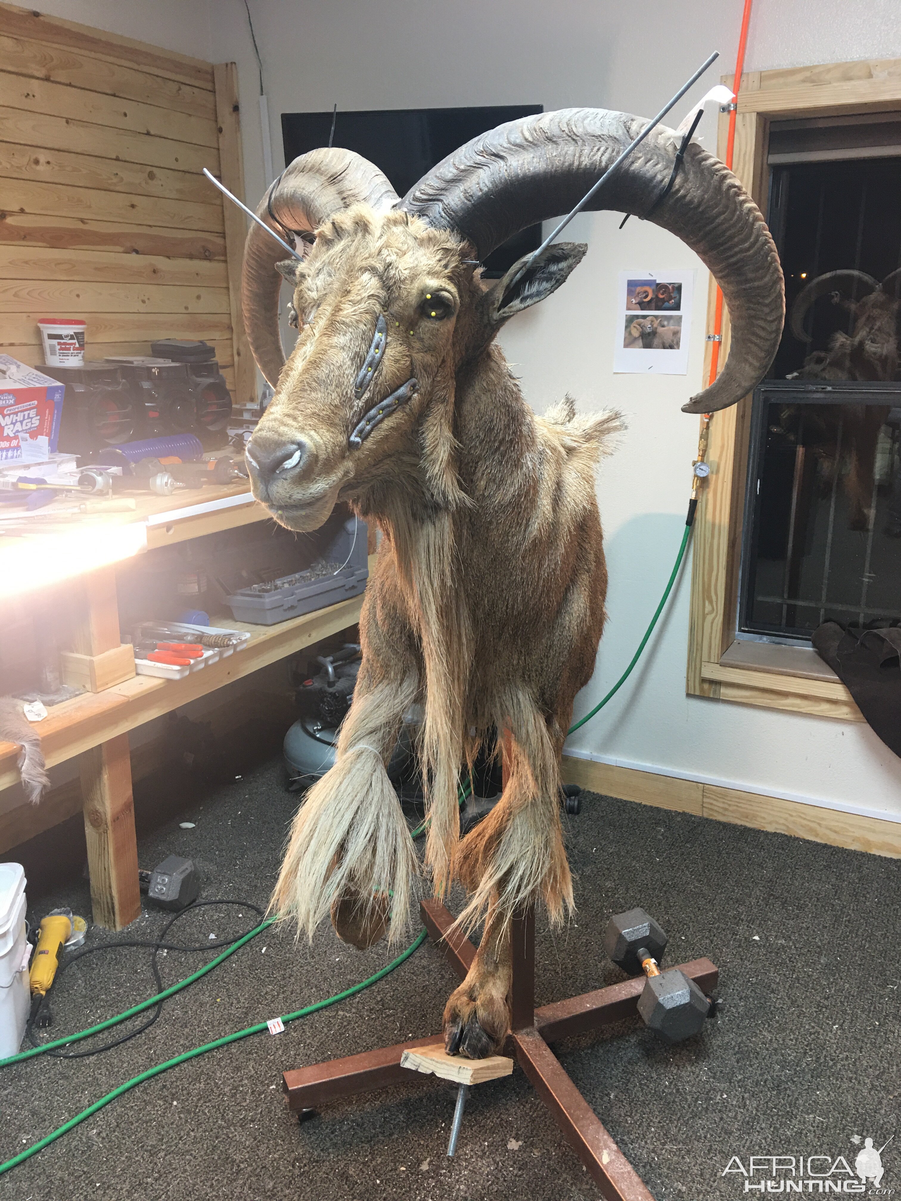 Aoudad Half Mount Taxidermy