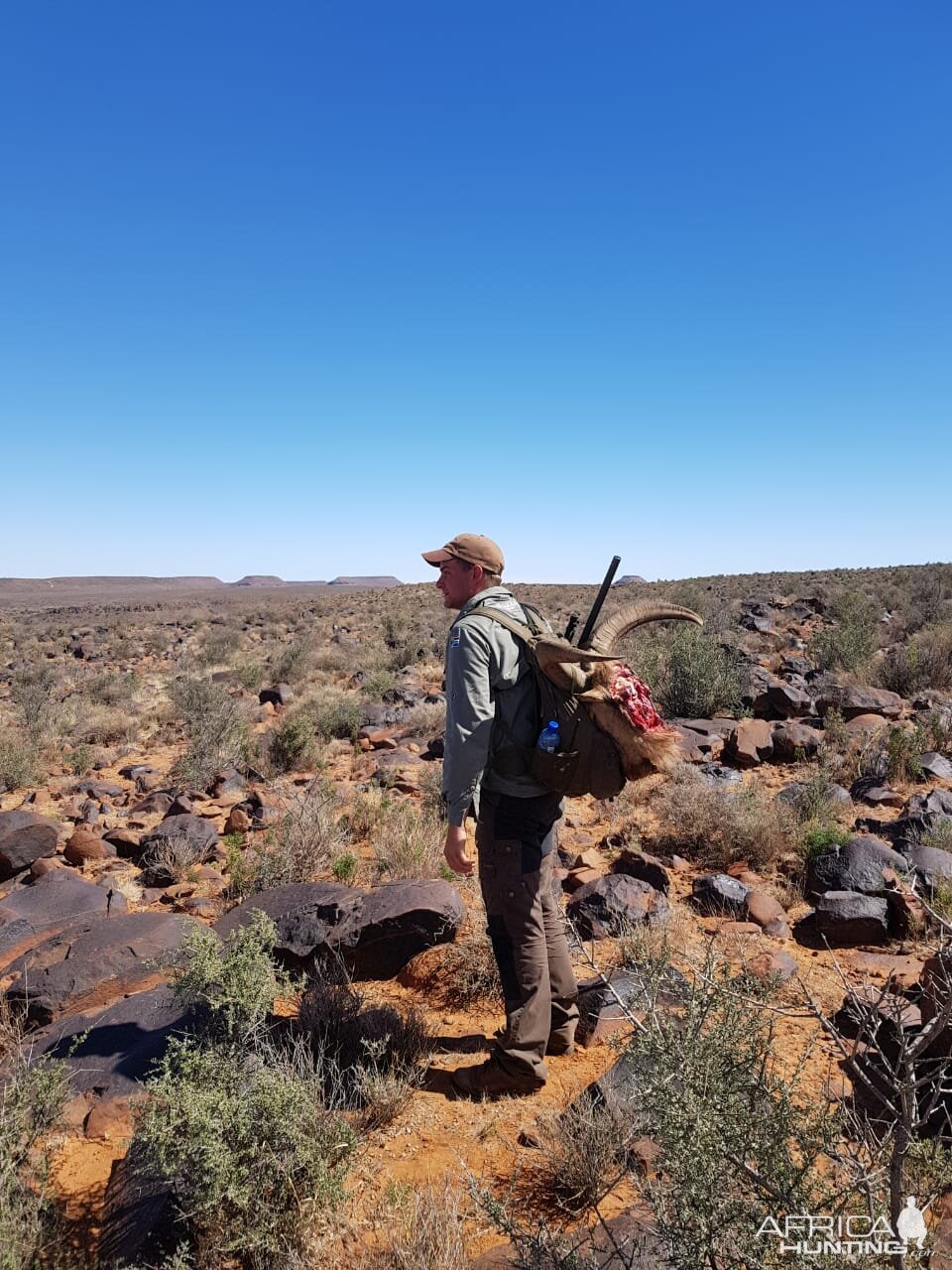 Aoudad Hunt South Africa