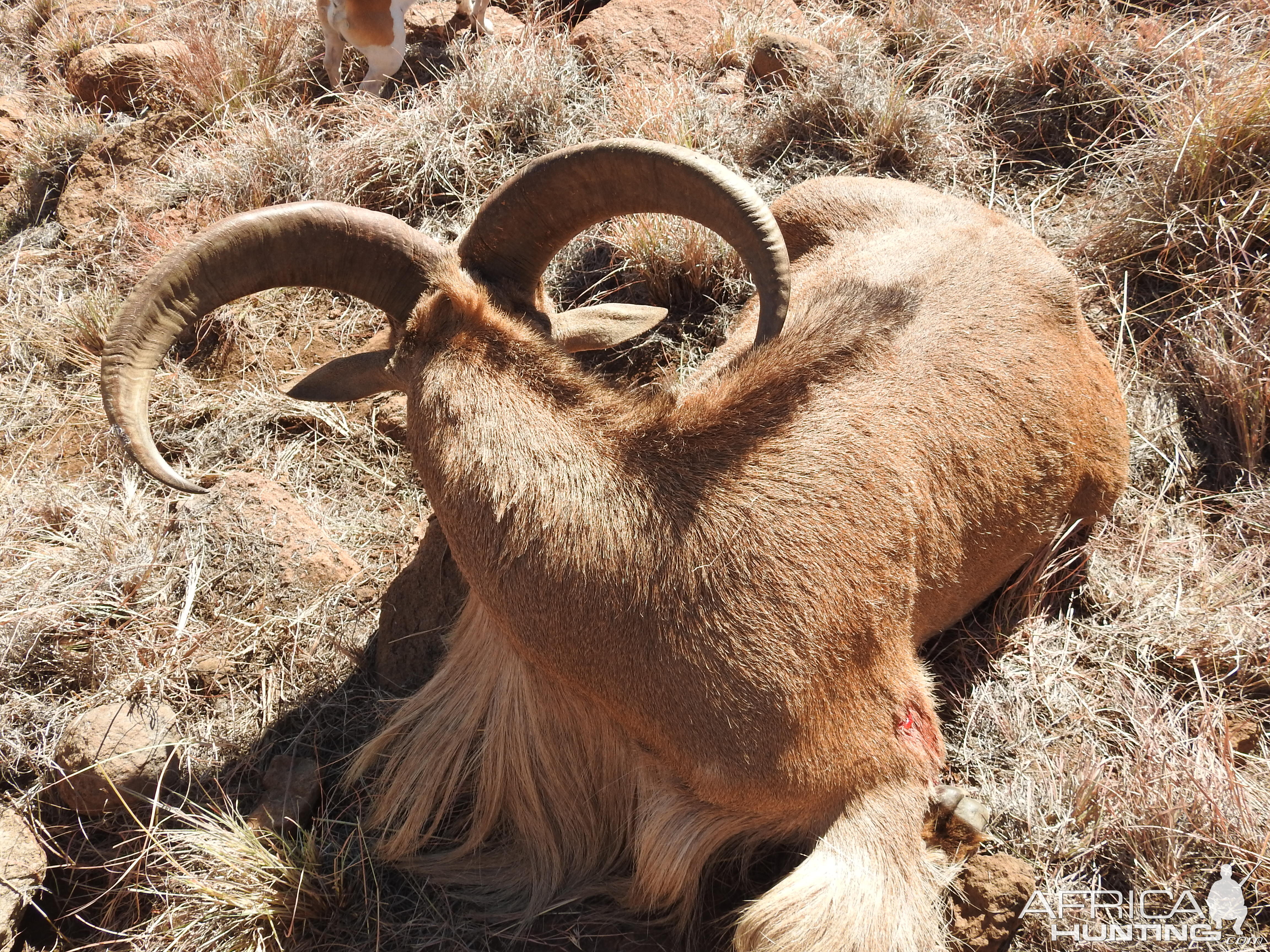 Aoudad Hunt South Africa