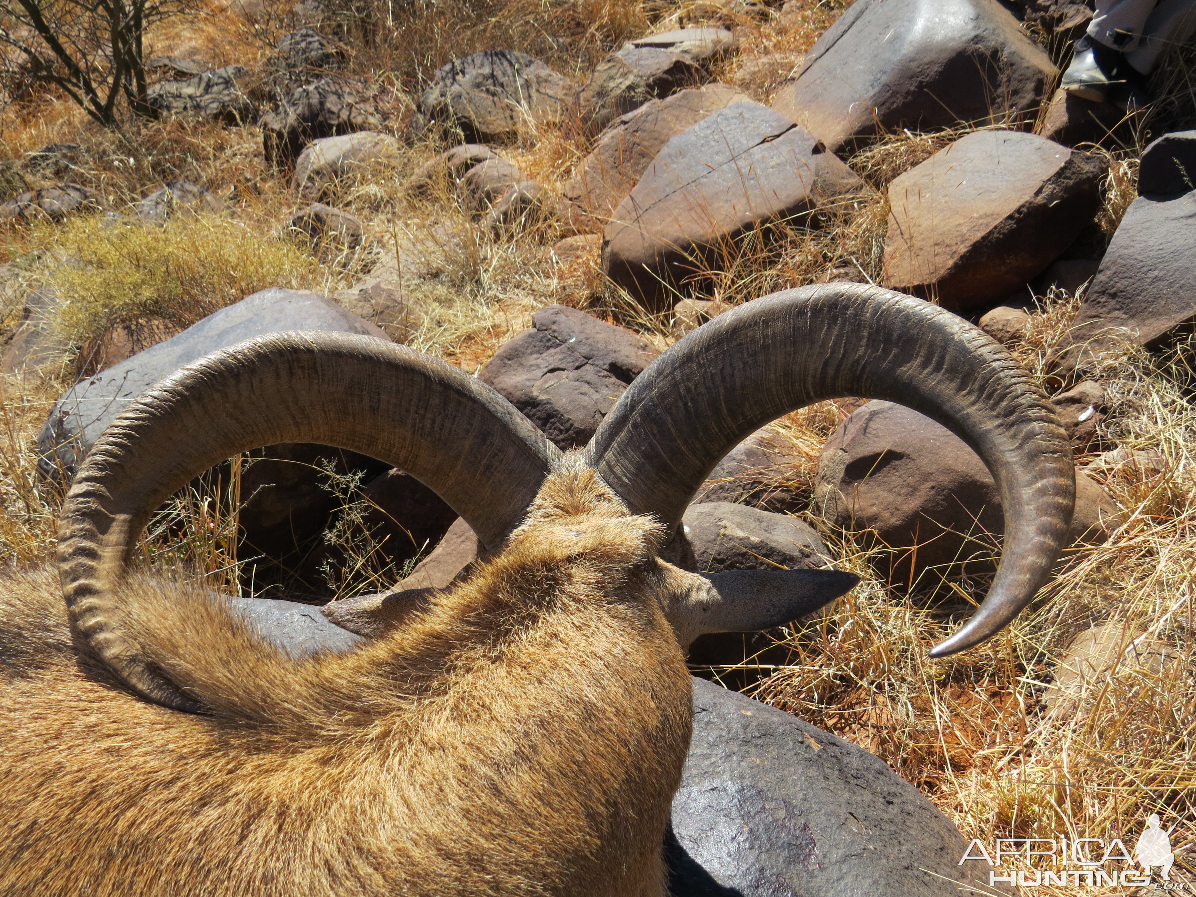 Aoudad Hunt South Africa