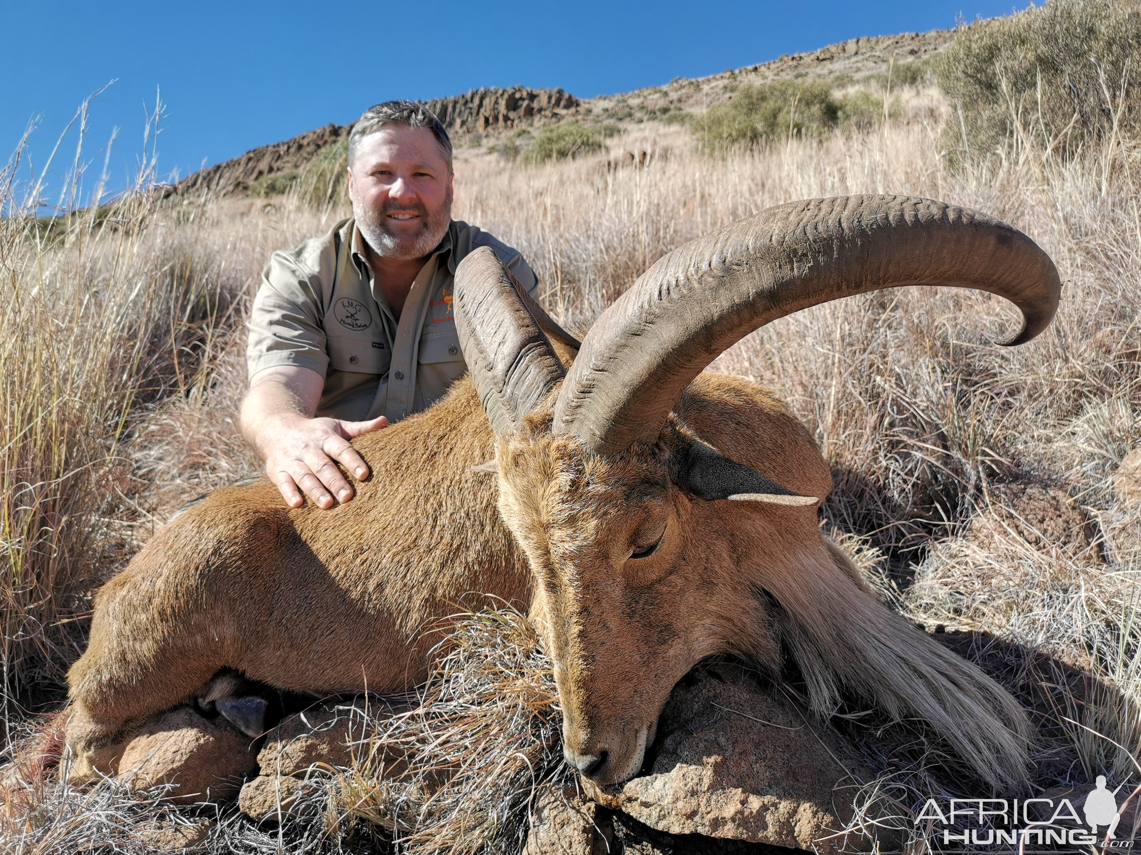 Aoudad Hunt South Africa