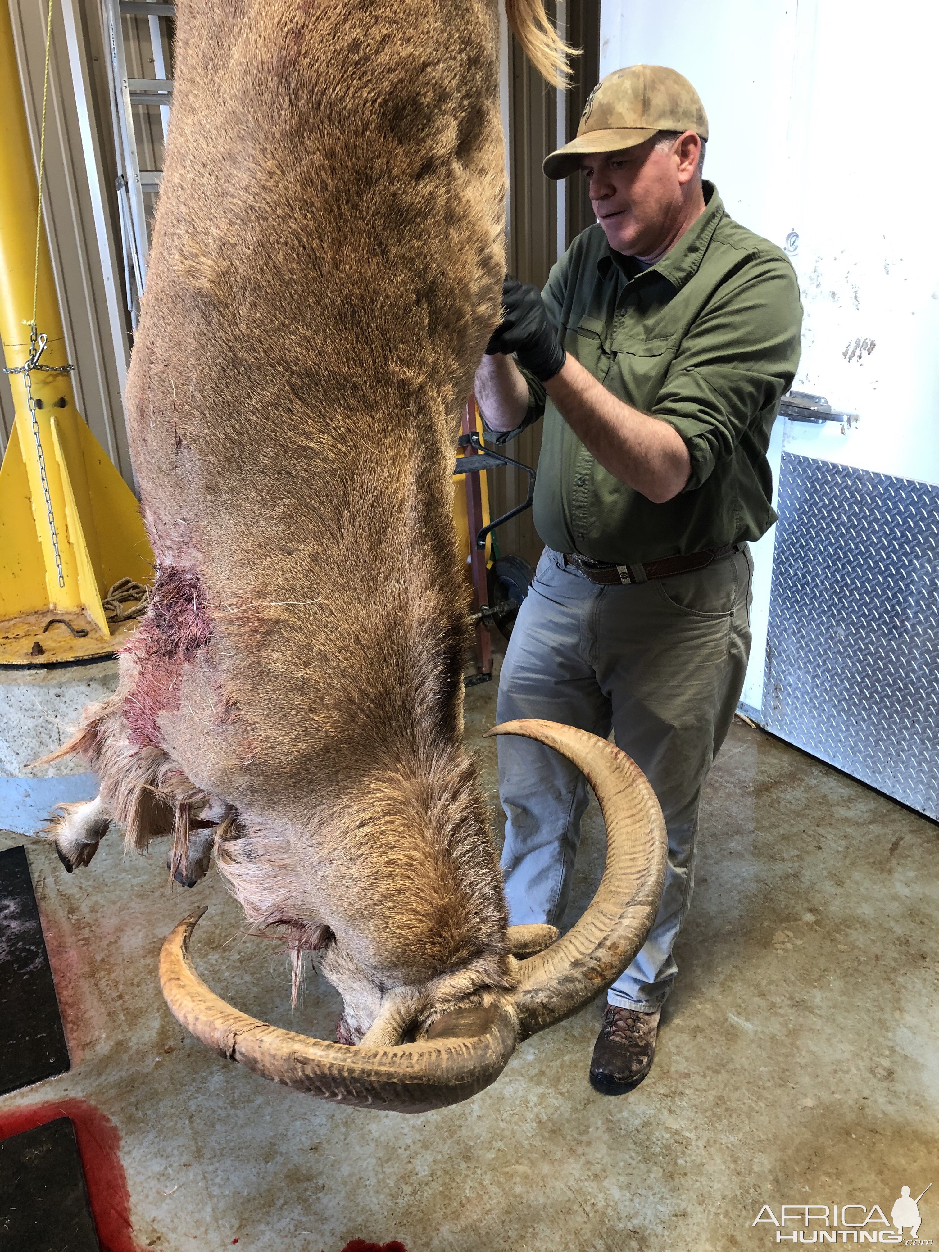 Aoudad Hunt Texas USA