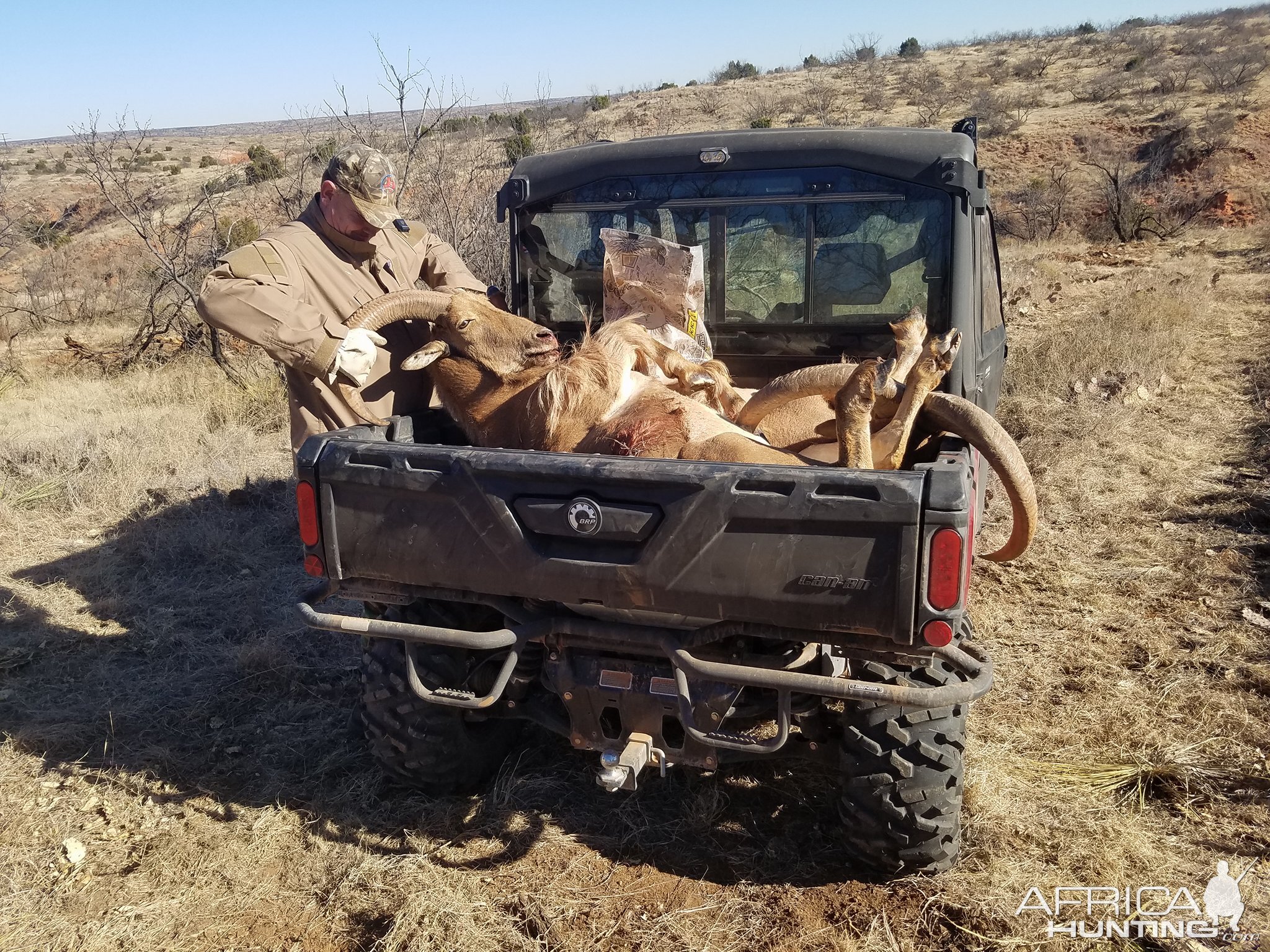 Aoudad Hunt Texas