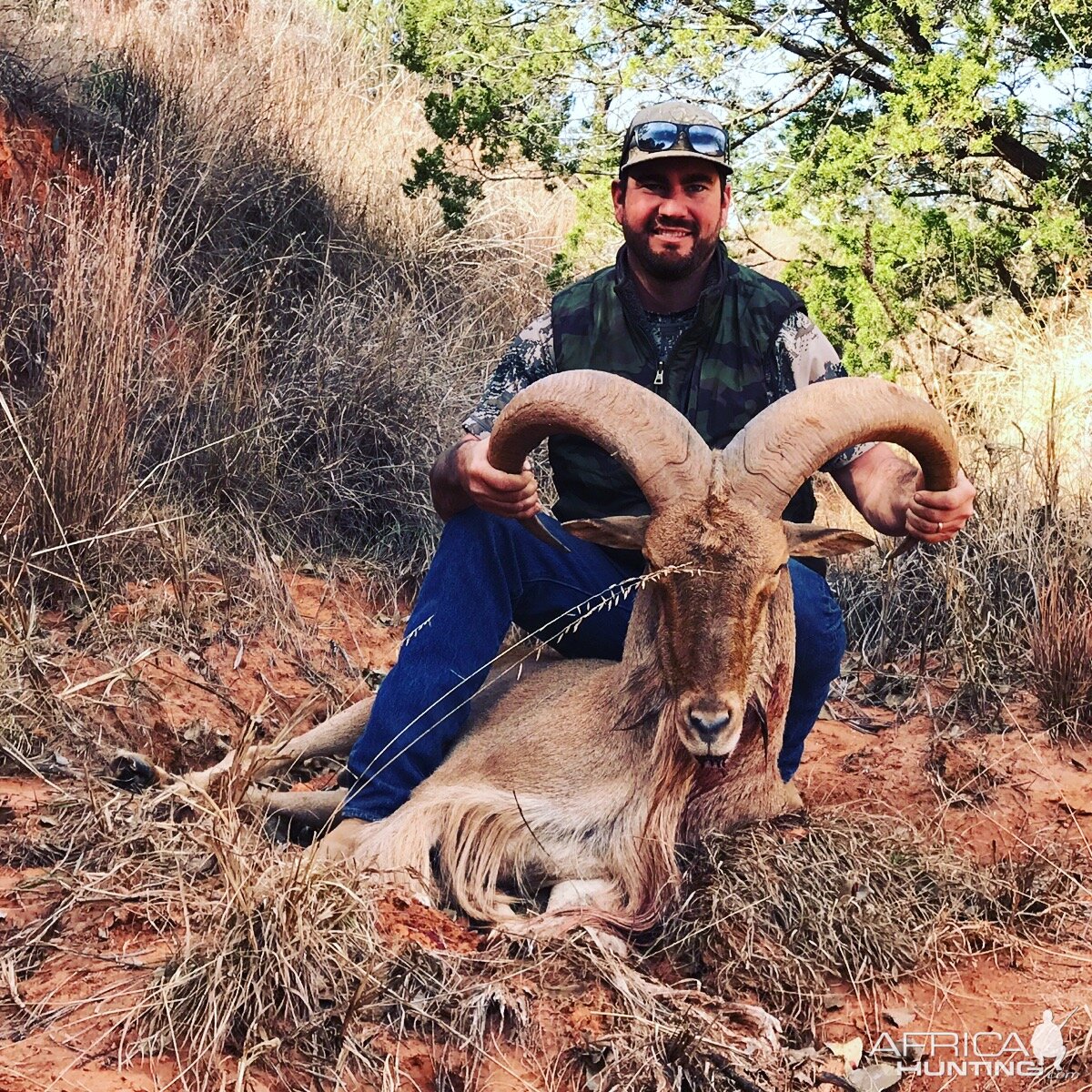 Aoudad Hunting in West Texas