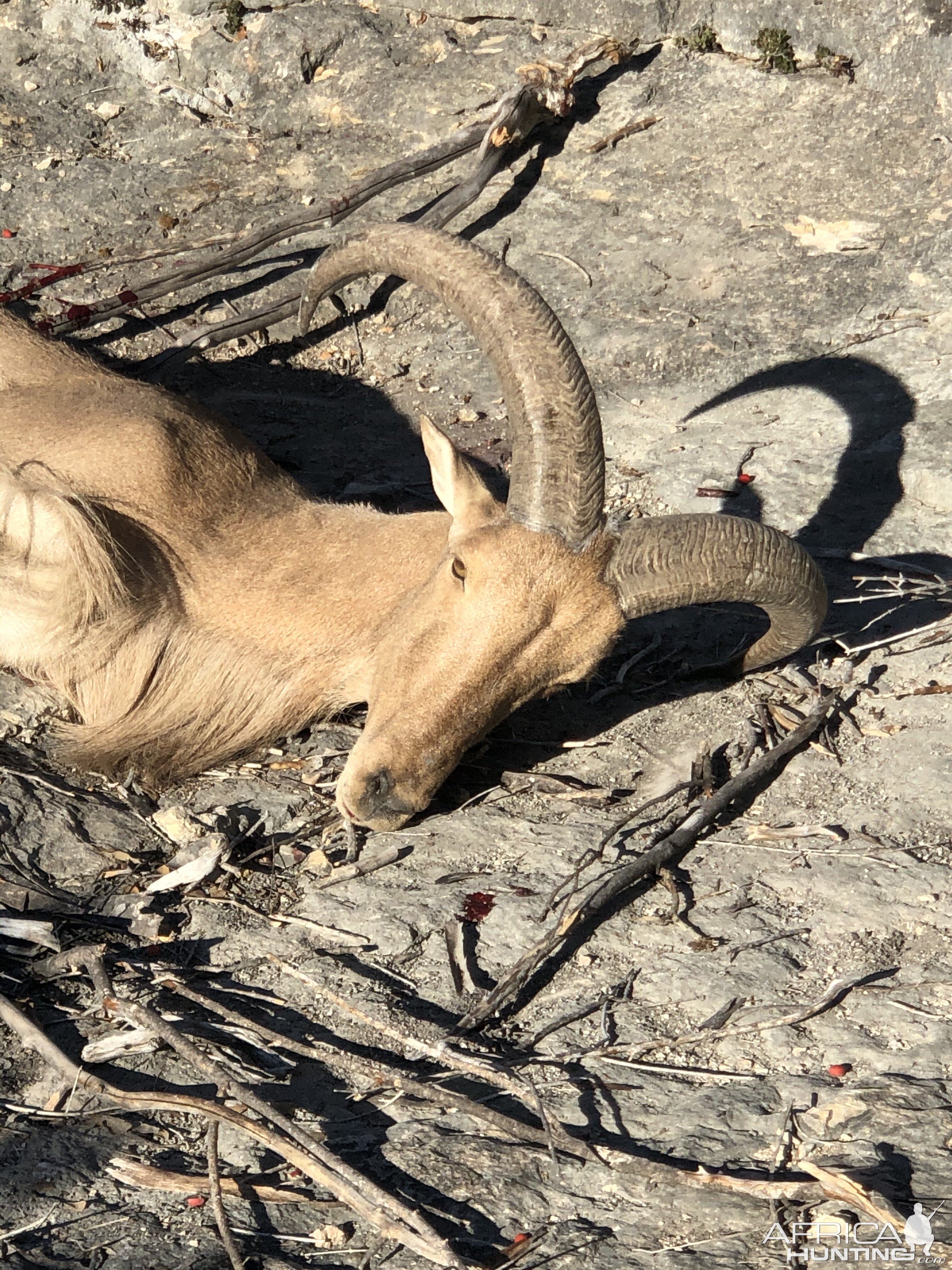 Aoudad Hunting Texas USA