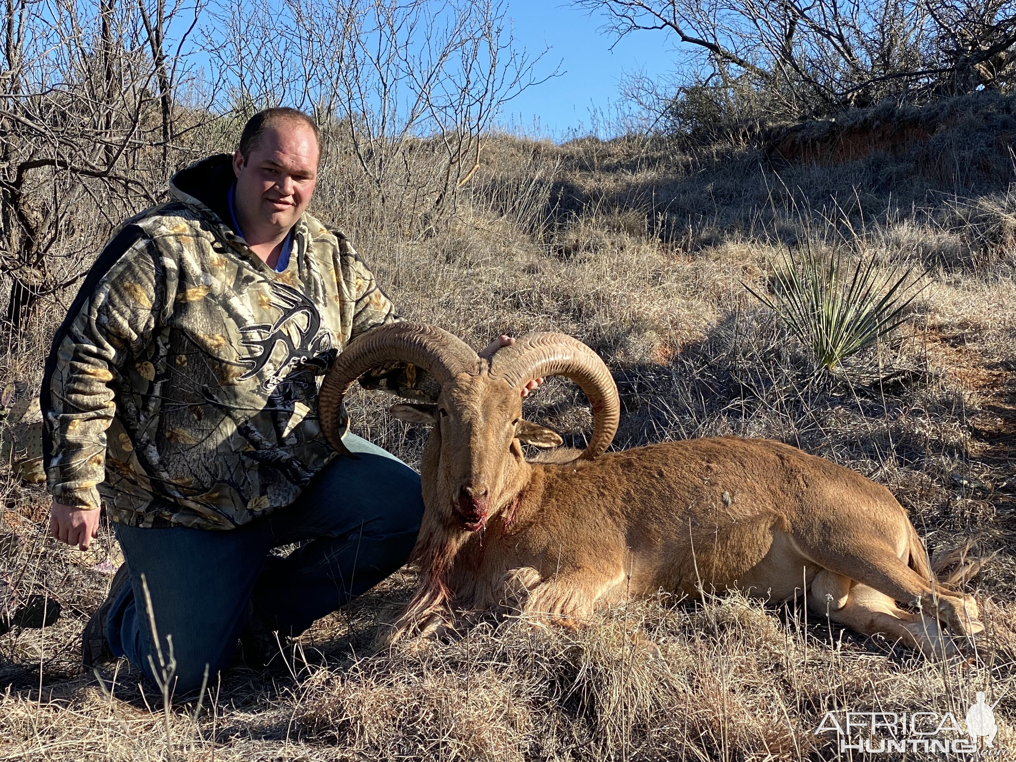 Aoudad Hunting Texas USA