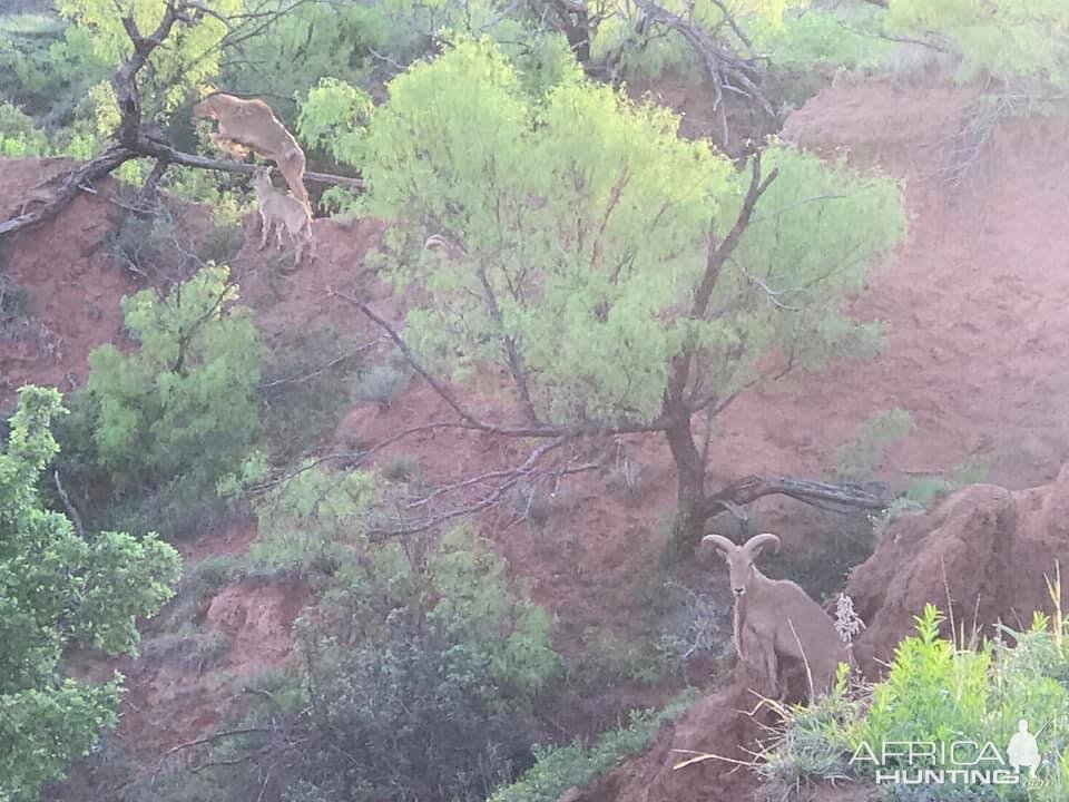 Aoudad in Texas USA