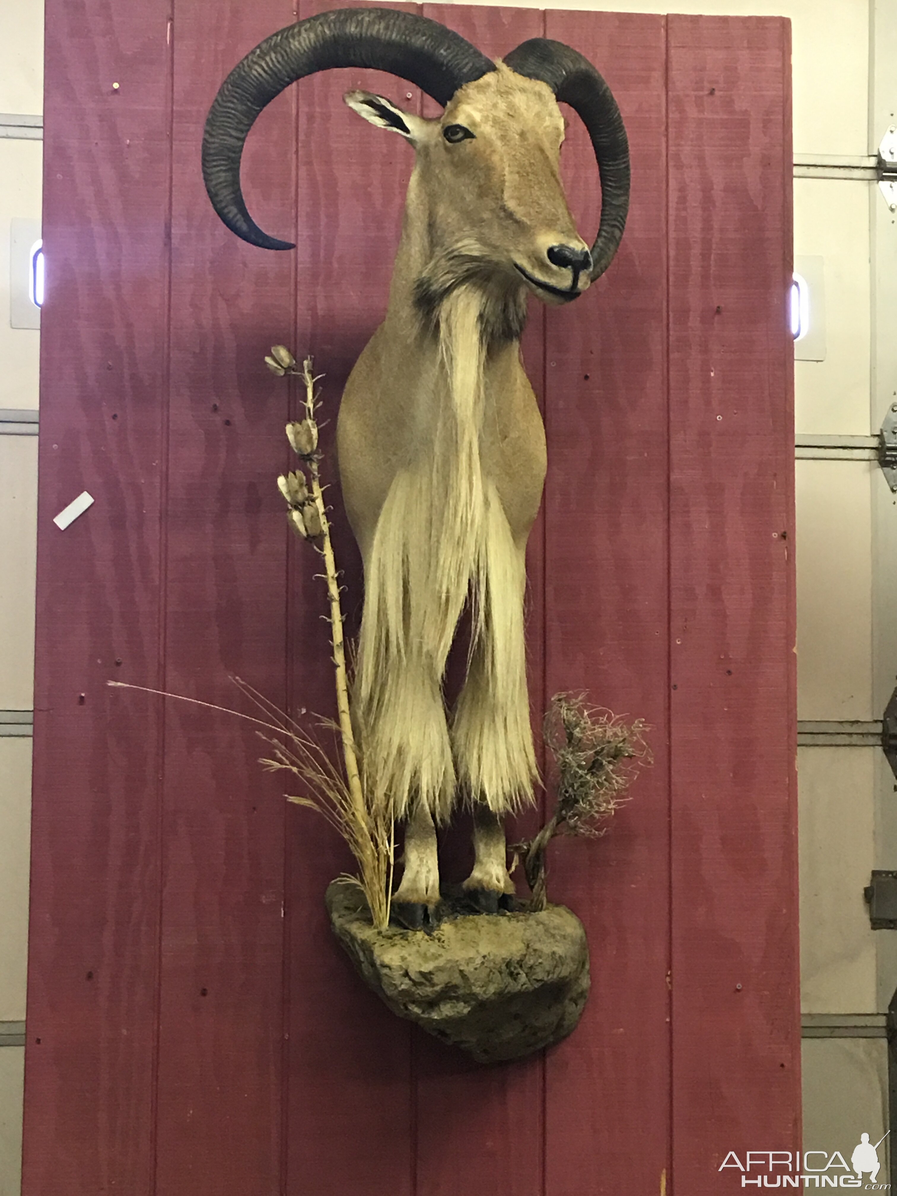 Aoudad Mount Taxidermy