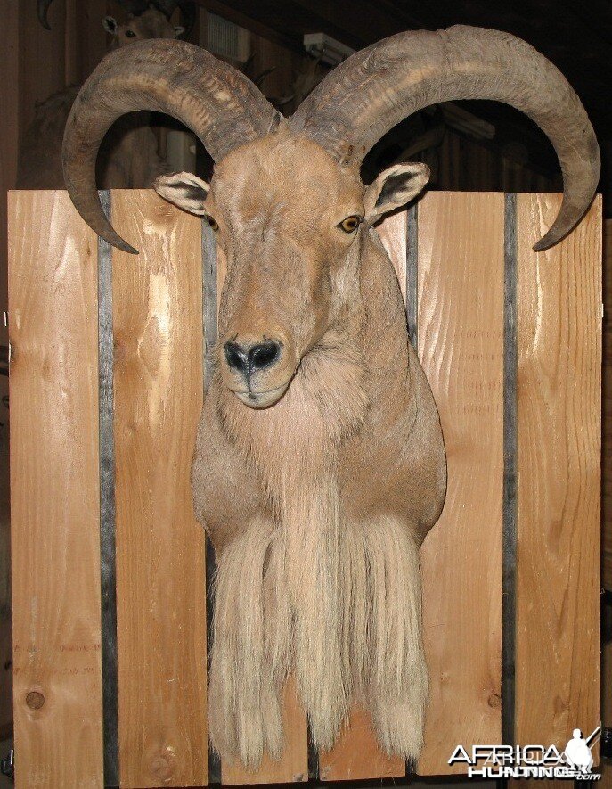 AOUDAD MOUNT