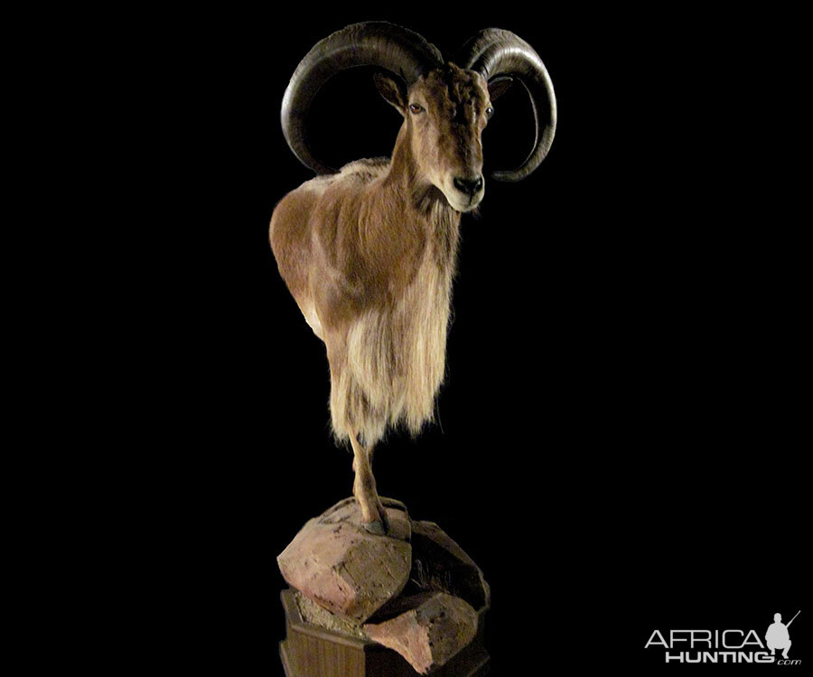 Aoudad Pedestal Mount Taxidermy